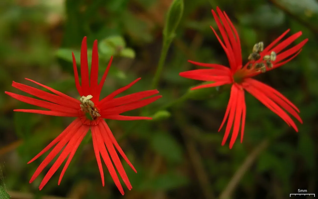 Indian Pinks (Spigelia Marilandica) — yellow-flared opening which bloom in late spring to early summer; perennial with red blooms
