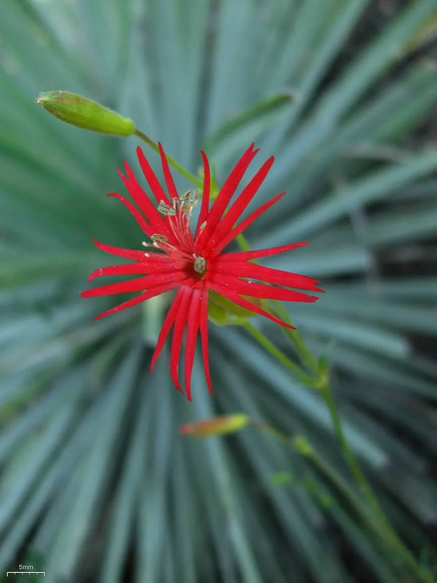 Indian Pinks (Spigelia Marilandica) — Attracts hummingbirds and butterflies, adding dynamic color and ecological value to woodland gardens; these, image 78