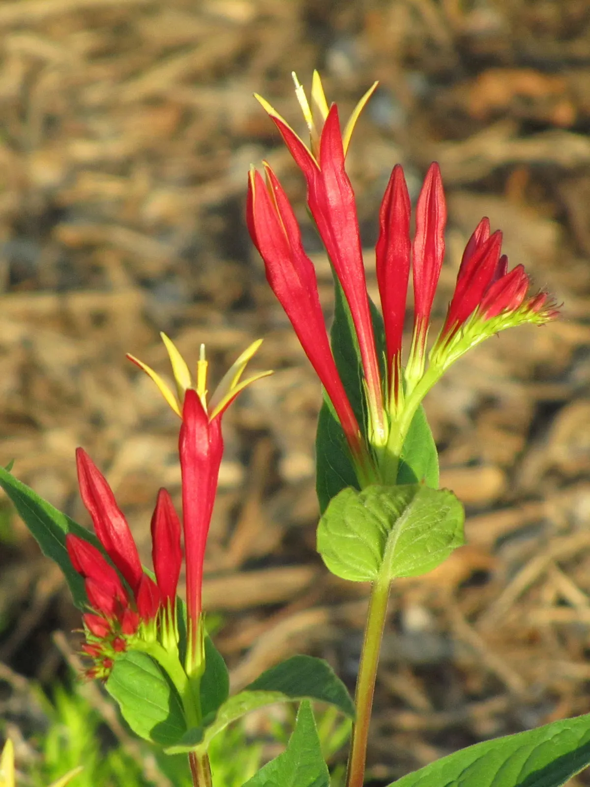 Indian Pinks (Spigelia Marilandica) — and can tolerate full sun to partial shade; reaching 1 to 2 feet in height, image 66