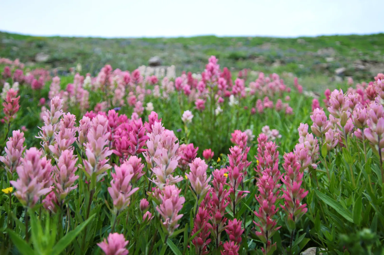 Indian Pinks (Spigelia Marilandica) — perennial with red blooms; yellow-flared opening which bloom in late spring to early summer, image 71