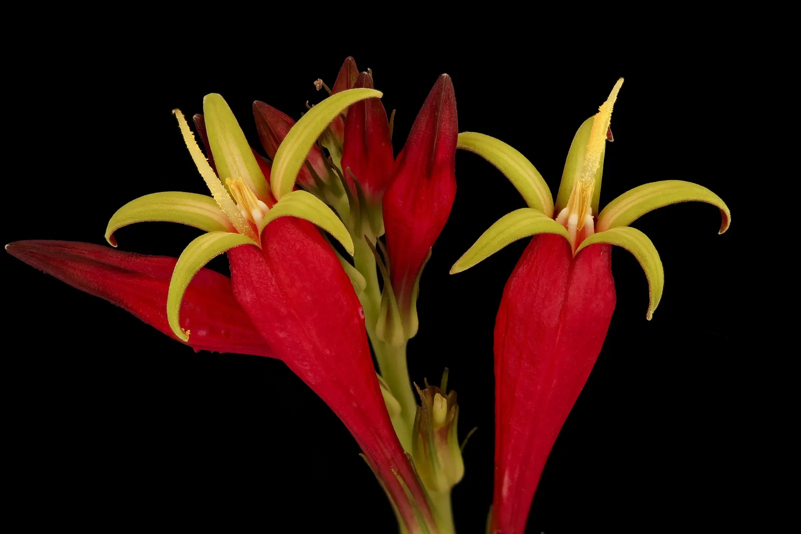 Indian Pinks (Spigelia Marilandica) — Reaching 1 to 2 feet in height; and can tolerate full sun to partial shade, image 51