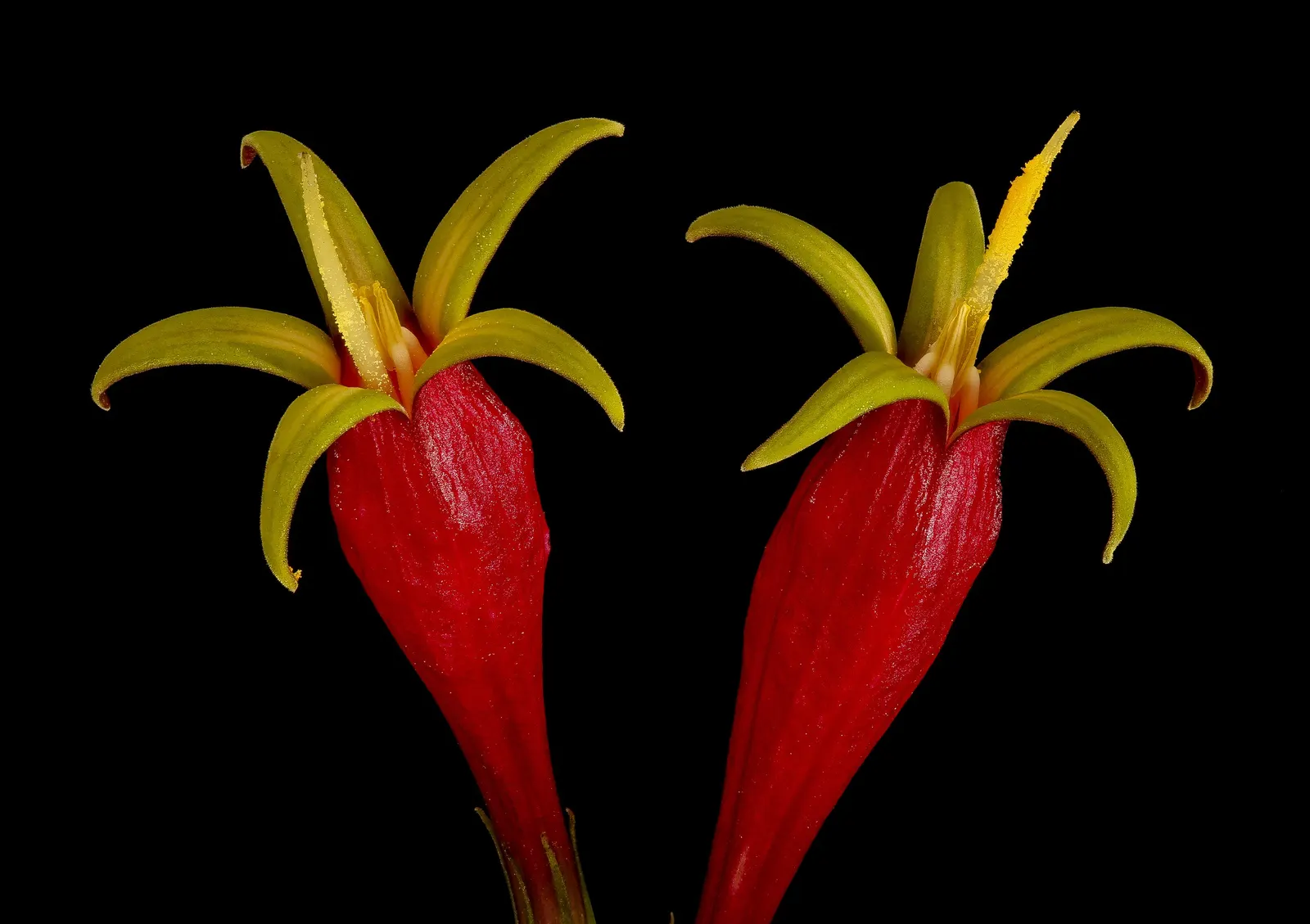 Indian Pinks (Spigelia Marilandica) — perennial with red blooms