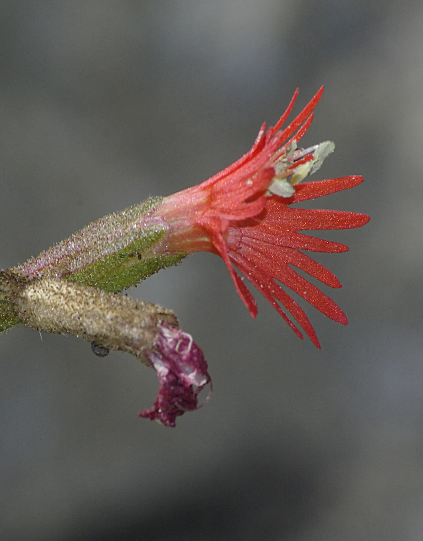 Indian Pinks (Spigelia Marilandica) — It grows in USDA zones 5 to 9; which add life and movement to any garden.<br><br>For optimal growth, image 61