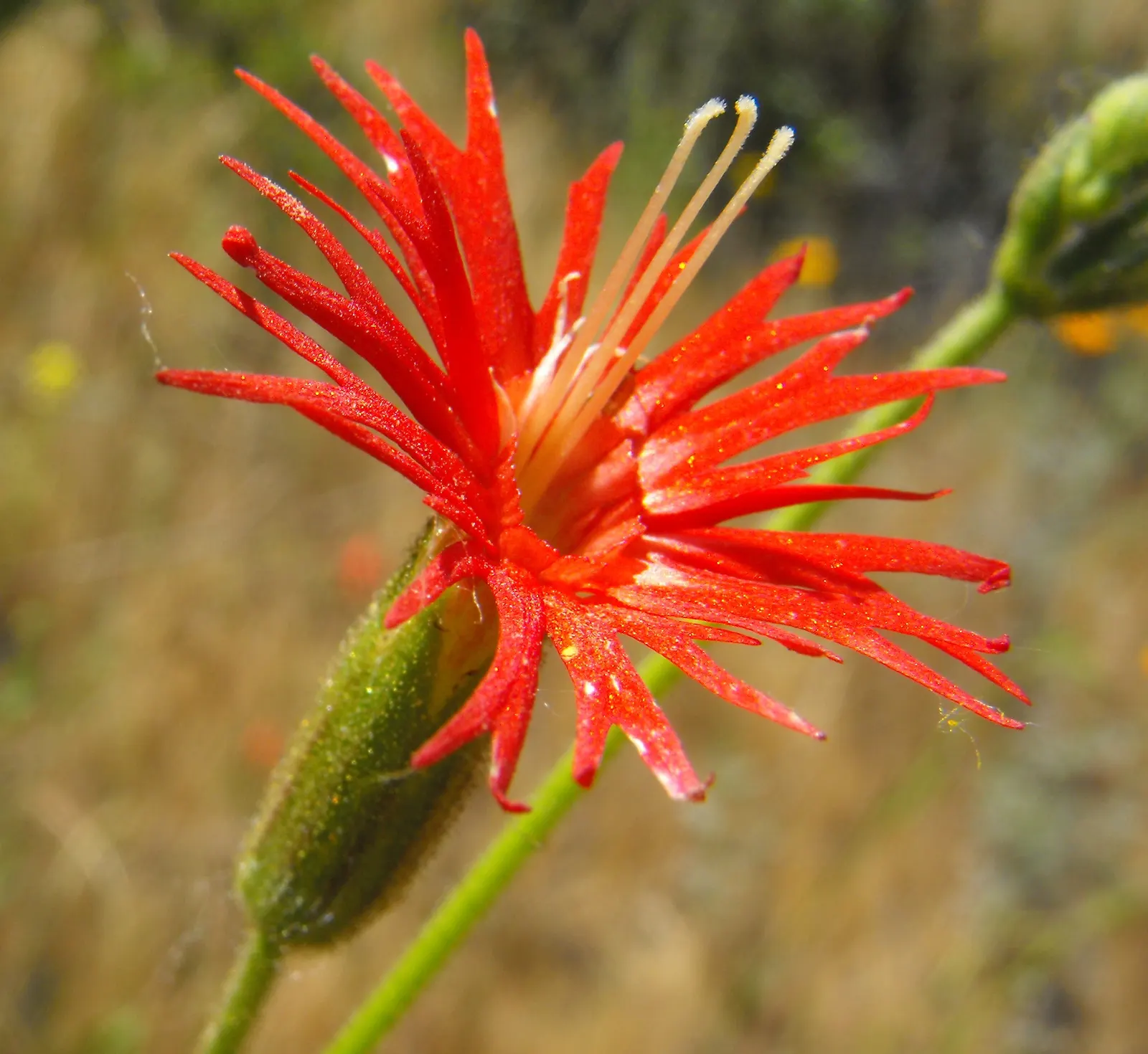 Indian Pinks (Spigelia Marilandica) — allowing for incorporation into garden designs without the concern of overwhelming space; this North American native