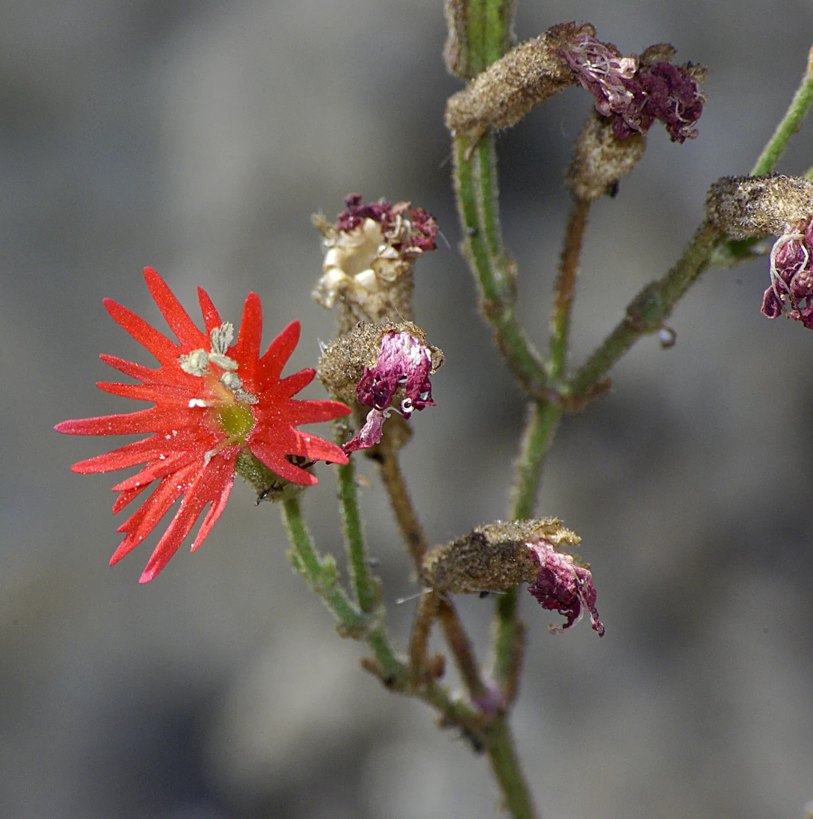 Indian Pinks (Spigelia Marilandica) — which add life and movement to any garden.<br><br>For optimal growth; it grows in USDA zones 5 to 9, image 64