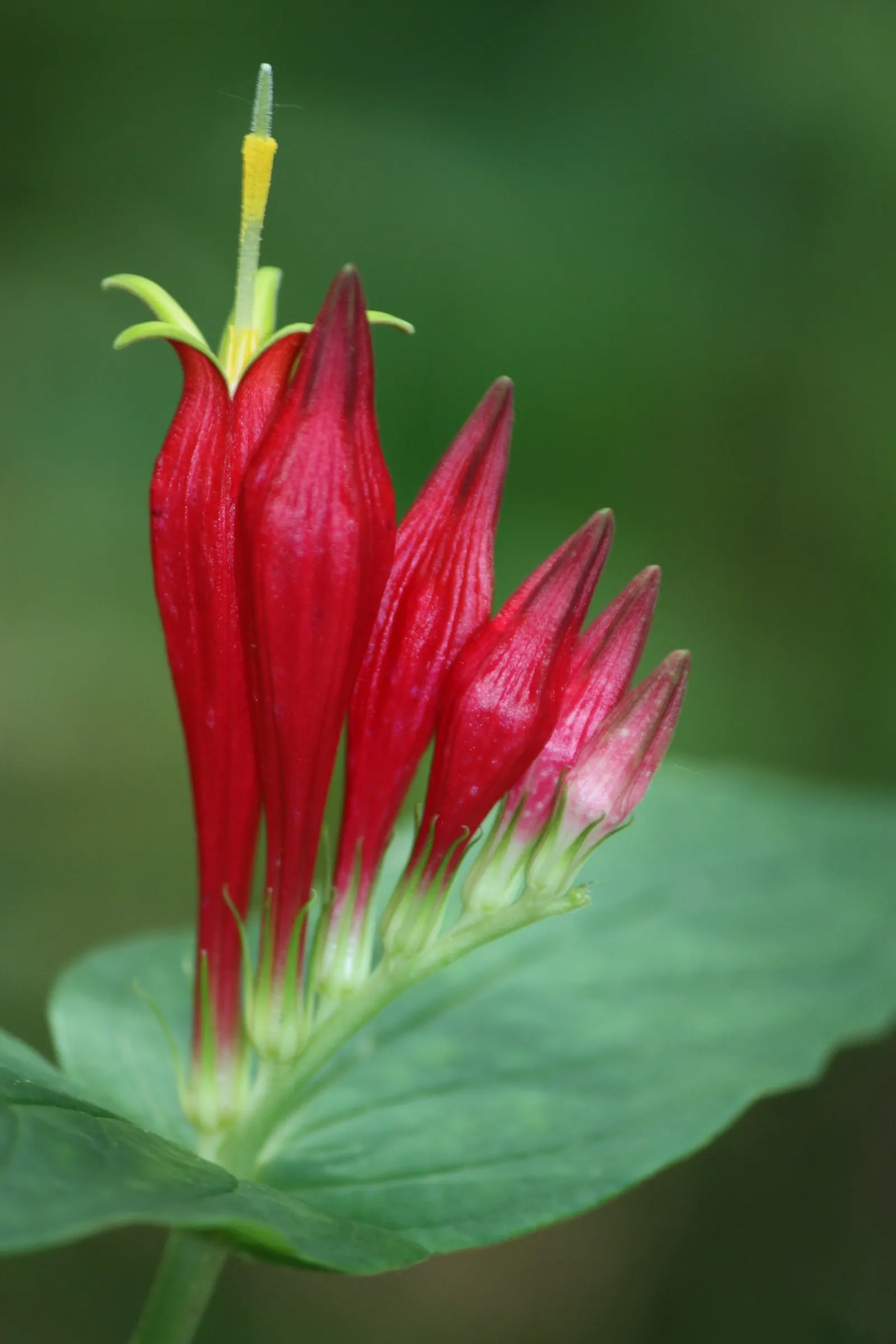 Indian Pinks (Spigelia Marilandica) — though it flourishes in dappled sunlight