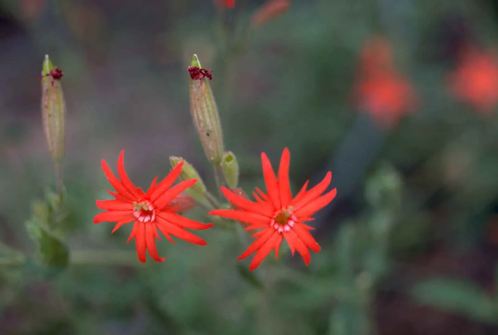 Indian Pinks (Spigelia Marilandica) — Reaching 1 to 2 feet in height