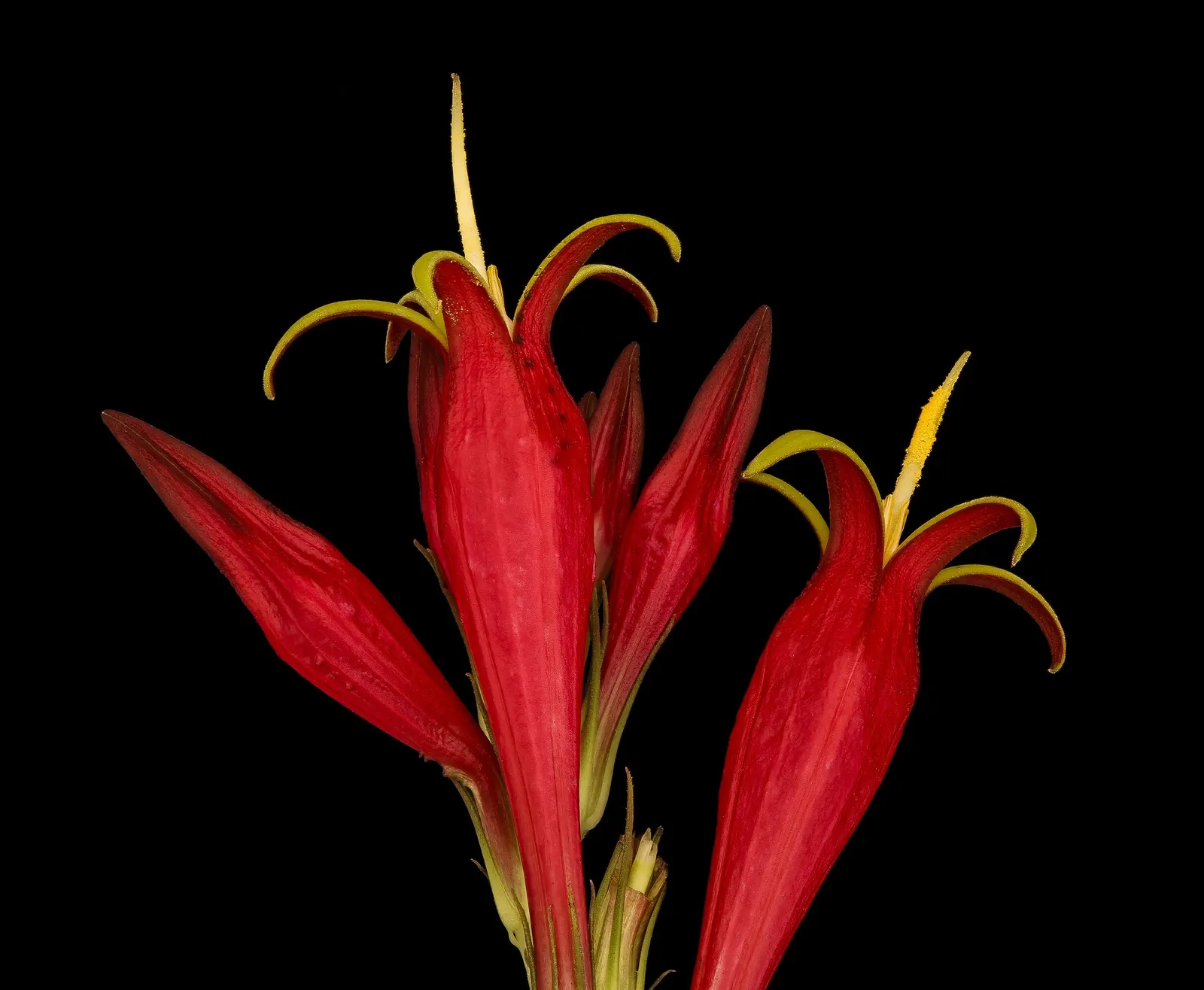 Indian Pinks (Spigelia Marilandica) — This North American native; allowing for incorporation into garden designs without the concern of overwhelming space