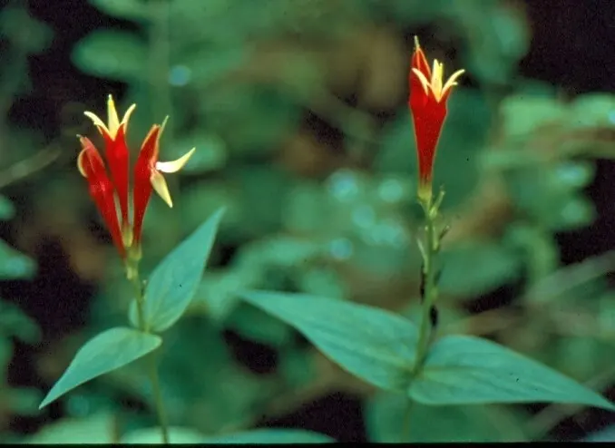 Indian Pinks (Spigelia Marilandica) — It features brilliant red tubular flowers with yellow throats, blooming in early summer; is well-suited for woodland
