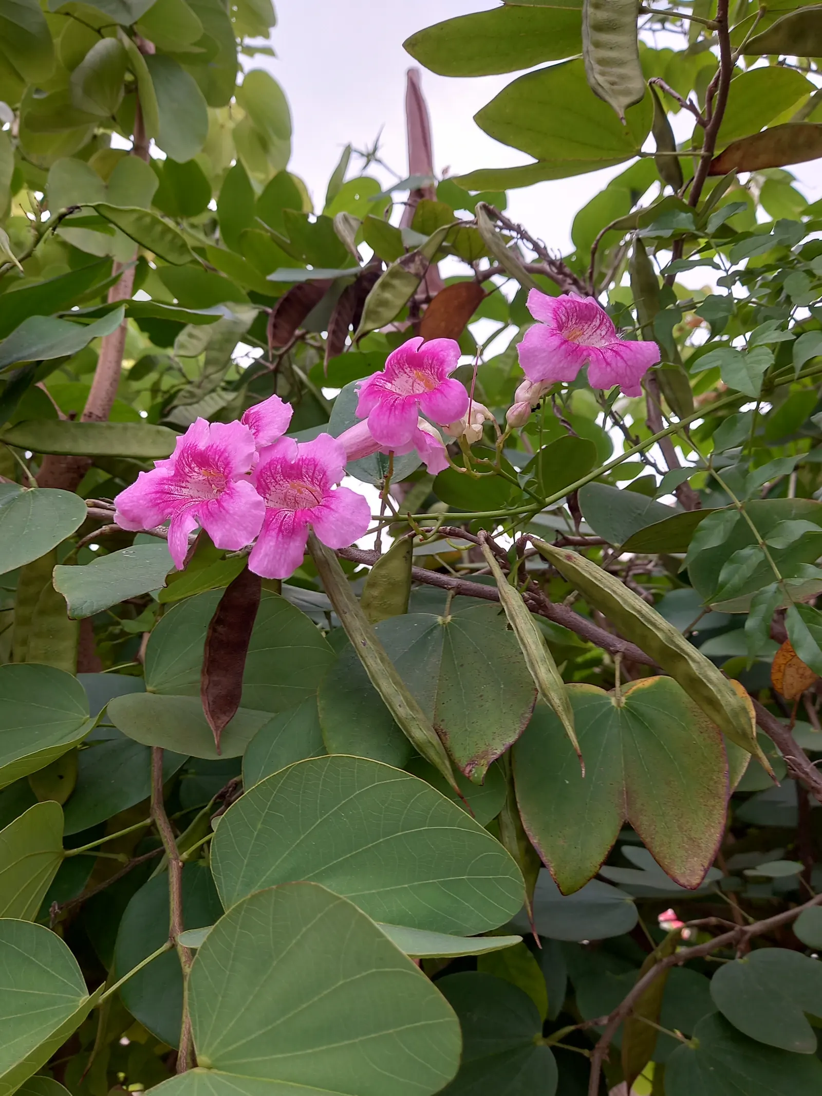 Indian Pinks (Spigelia Marilandica) — This North American native