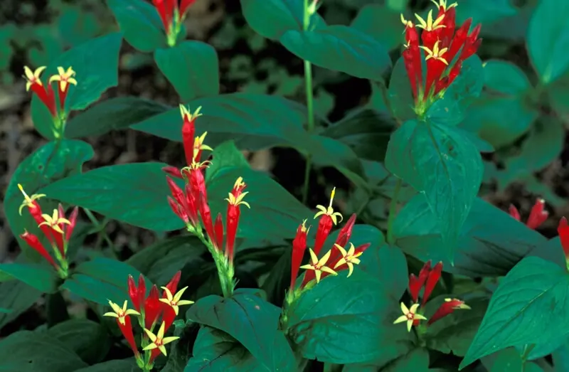 Indian Pinks (Spigelia Marilandica) — though it flourishes in dappled sunlight; particularly prevalent in the southeastern United States