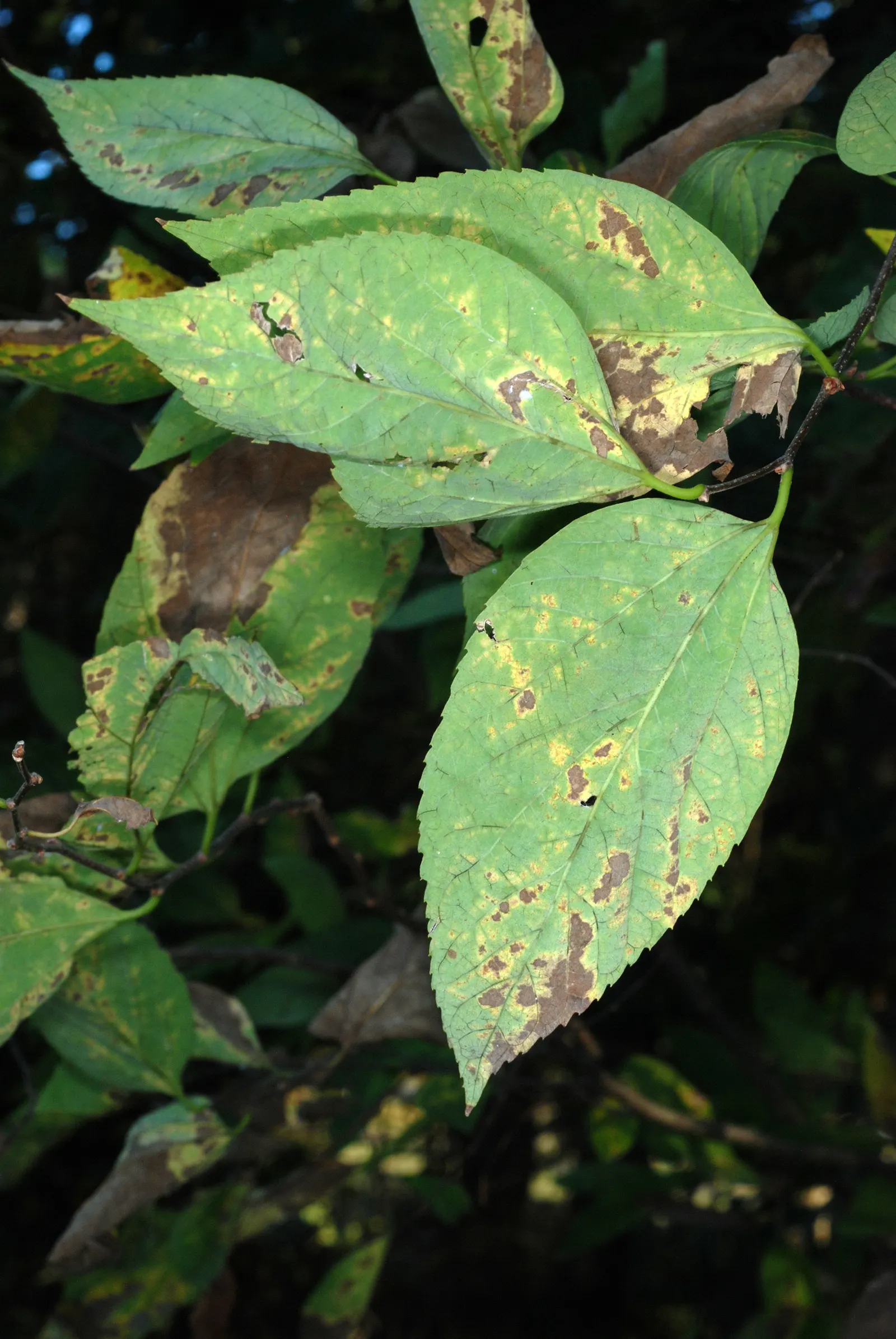 Common Hackberry (Celtis Occidentalis) — They turn to an attractive yellow in the autumn