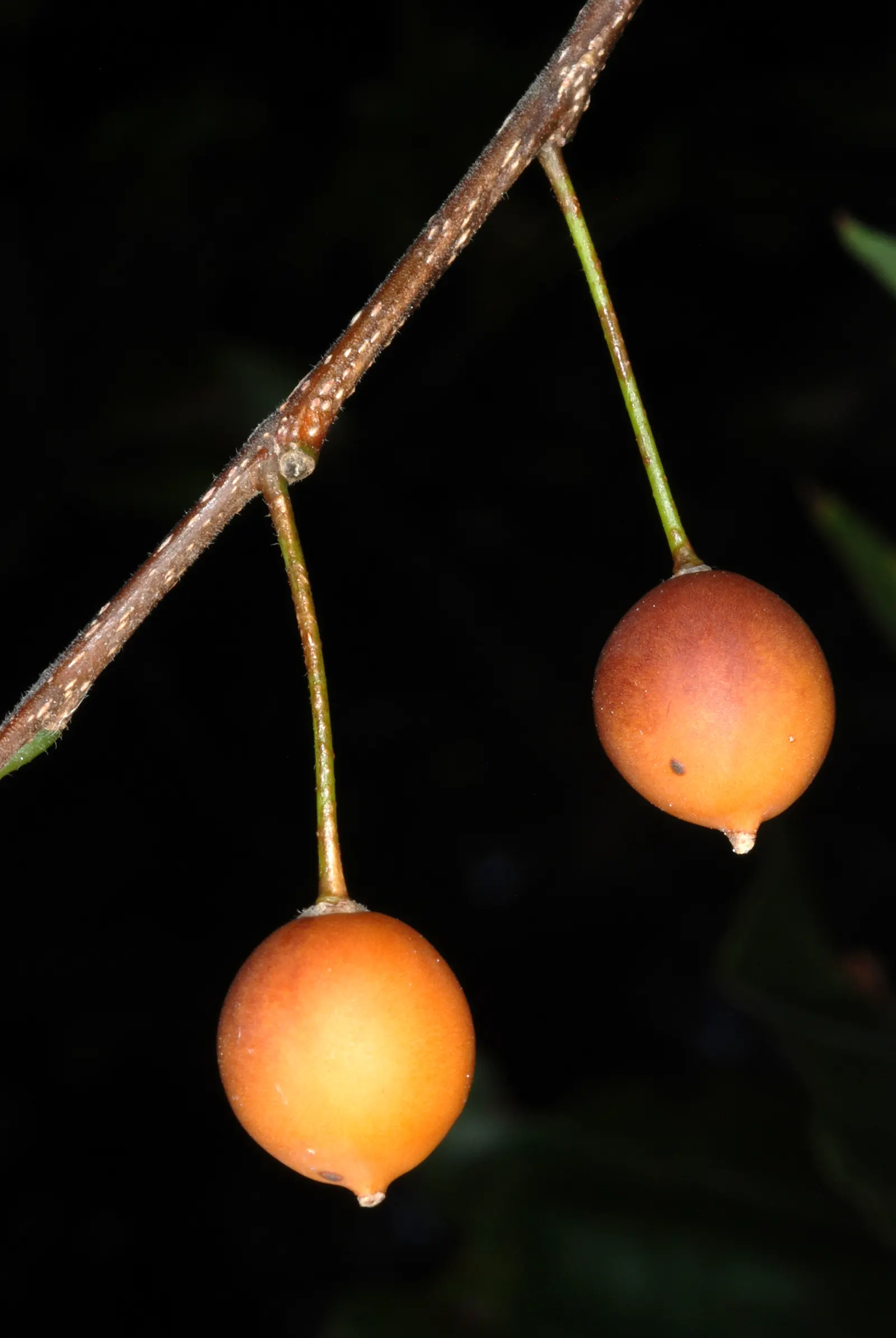 Common Hackberry (Celtis Occidentalis) — the Hackberry thrives in full sun to partial shade