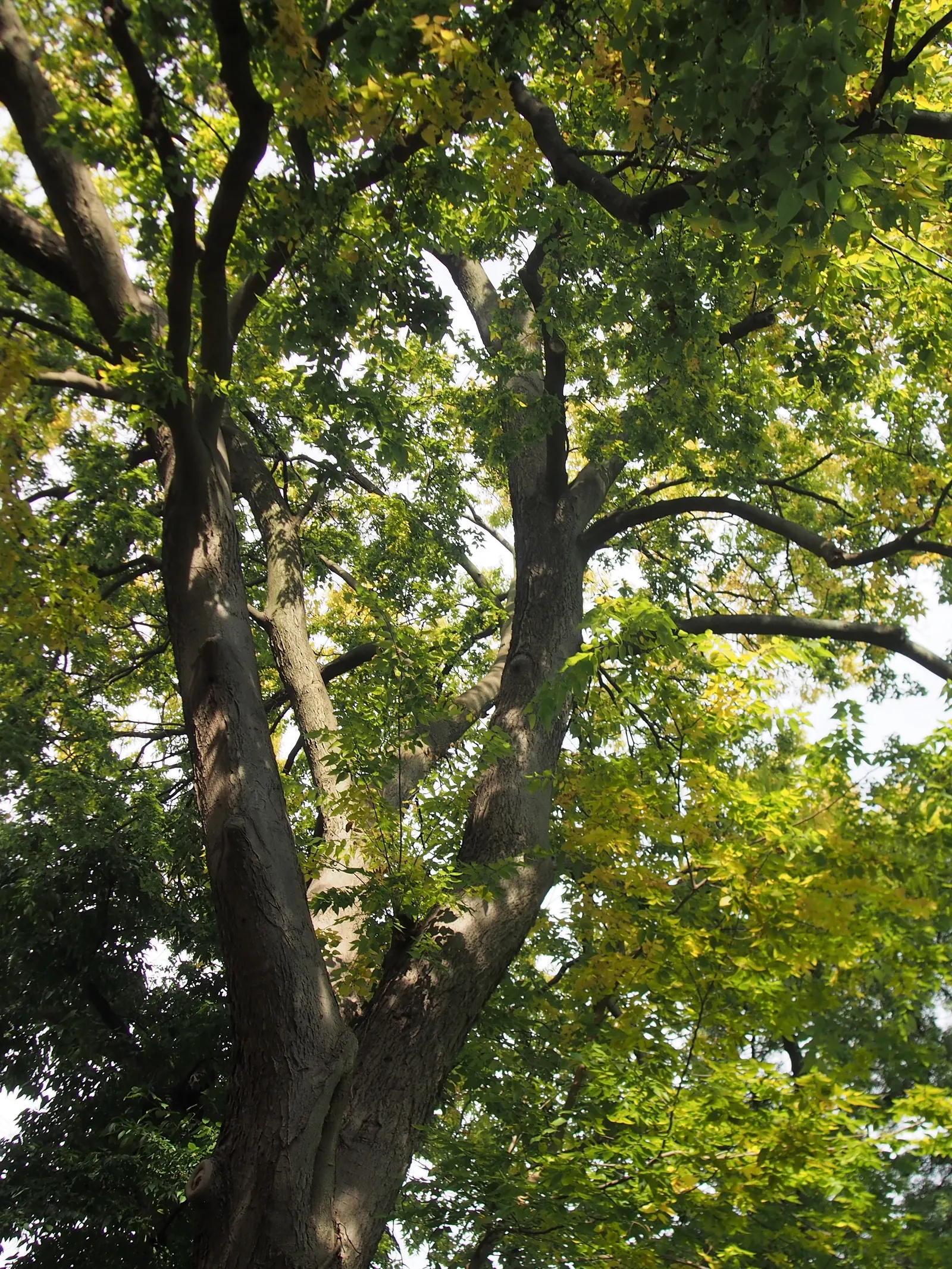 Common Hackberry (Celtis Occidentalis) — adding to its year-round visual interest.<br><br>Distinctive in spring; common Hackberry (Celtis occidentalis) is a