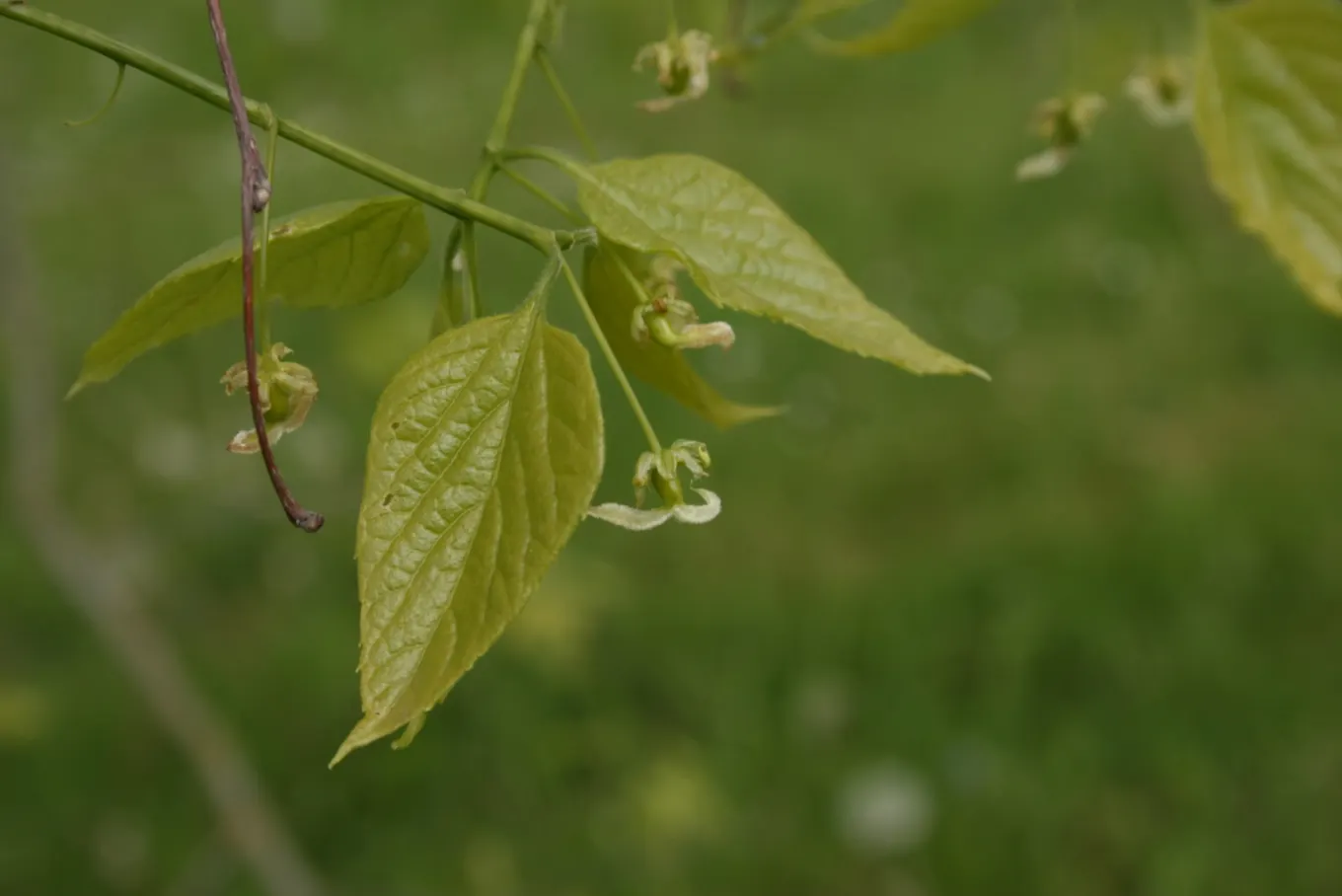 Common Hackberry (Celtis Occidentalis) — Its moderate growth rate allows it to seamlessly integrate into established gardens without disruptive speed