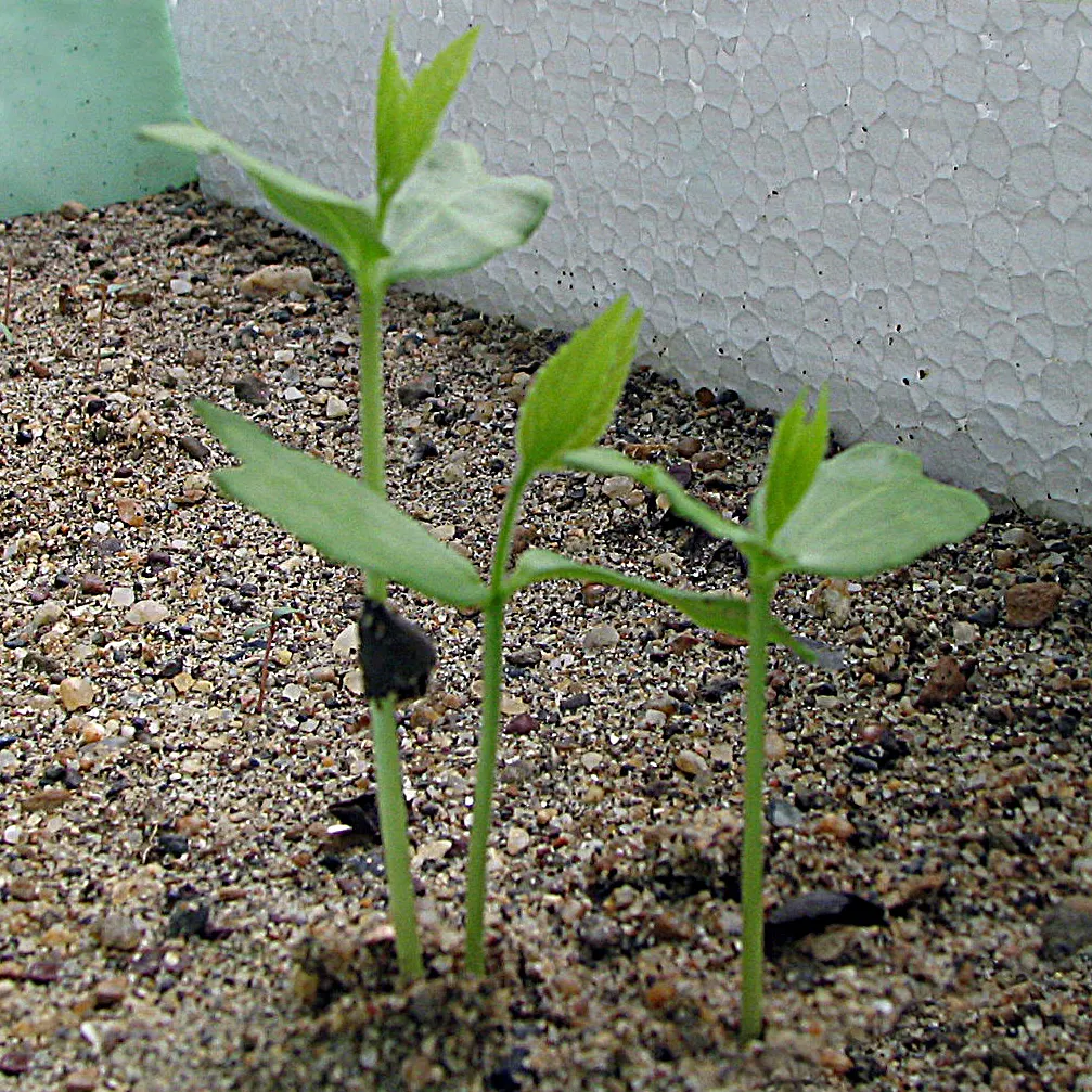 Common Hackberry (Celtis Occidentalis) — this tree has a rounded to spreading silhouette that provides generous shade; often reaching 40-60 ft with a spread of