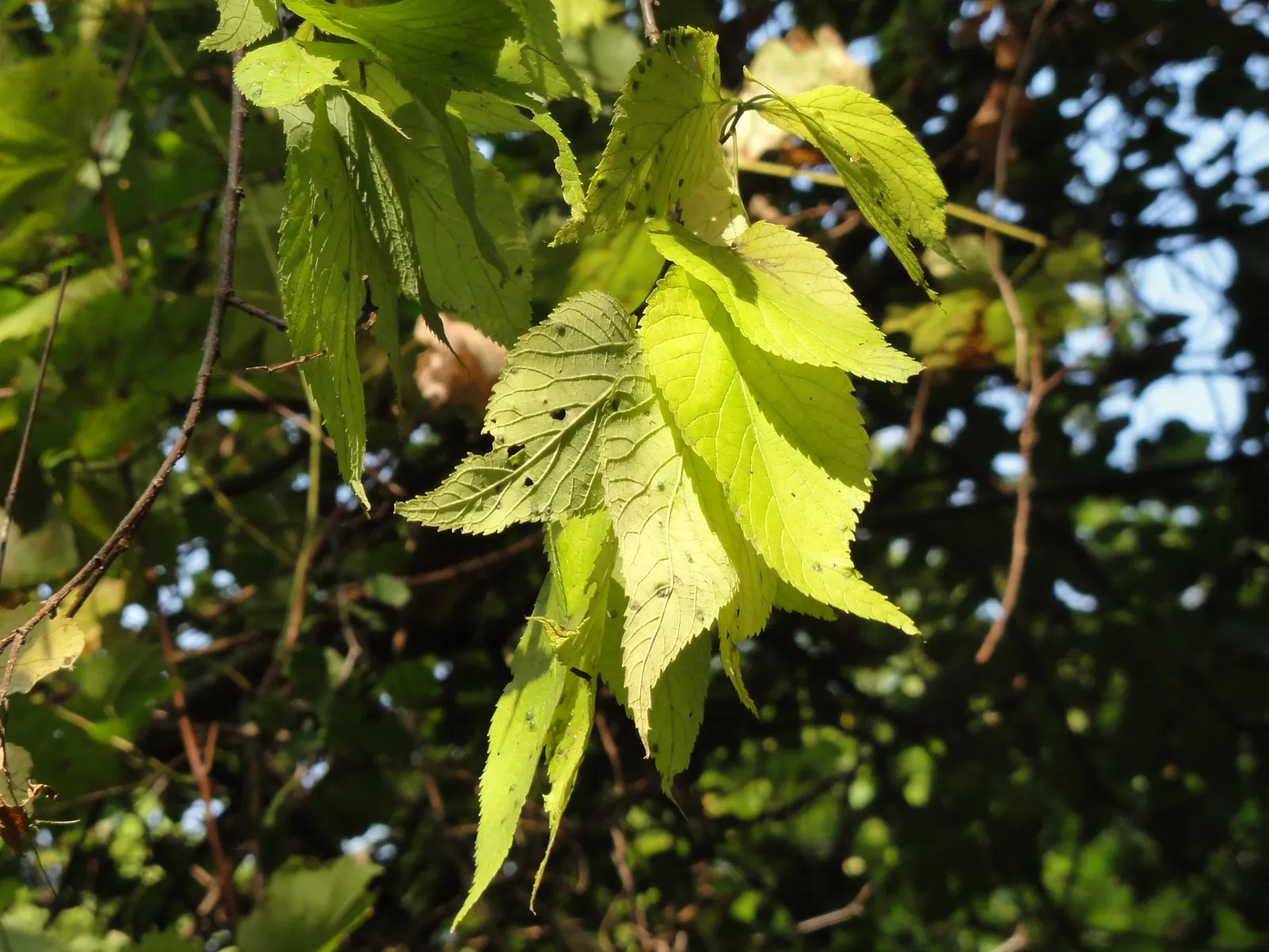 Common Hackberry (Celtis Occidentalis) — This robust species tolerates various soils and urban conditions