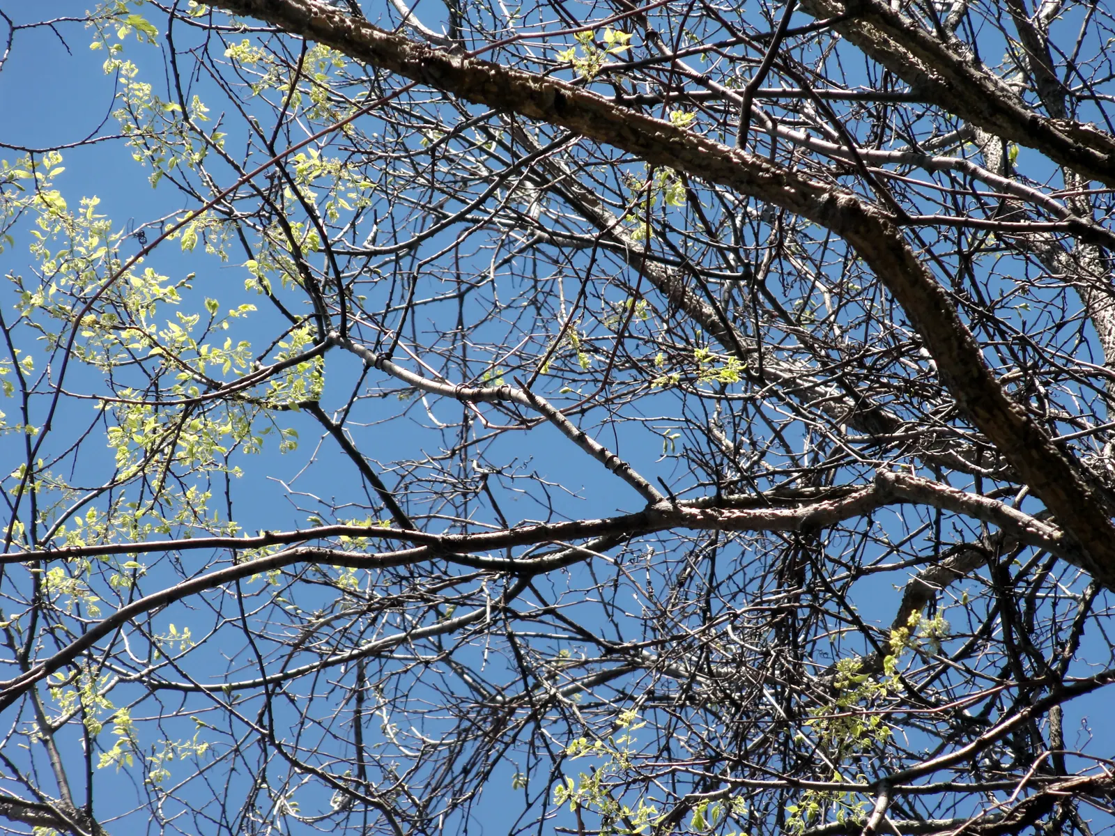 Common Hackberry (Celtis Occidentalis) — it serves as a durable shade tree or street specimen