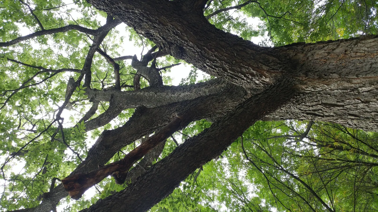 Common Hackberry (Celtis Occidentalis) — This robust species tolerates various soils and urban conditions; the leaves, ovate with a serrated edge, offer a