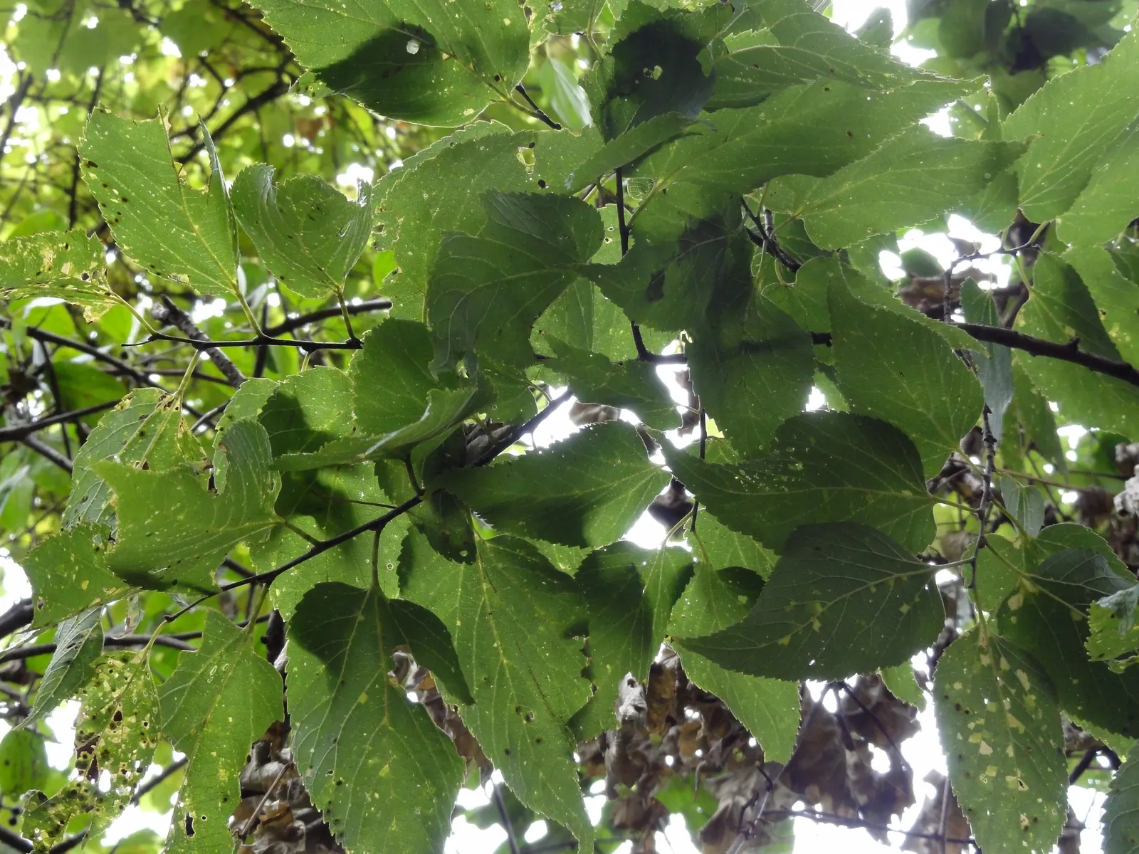 Common Hackberry (Celtis Occidentalis) — purple-black berries in the fall