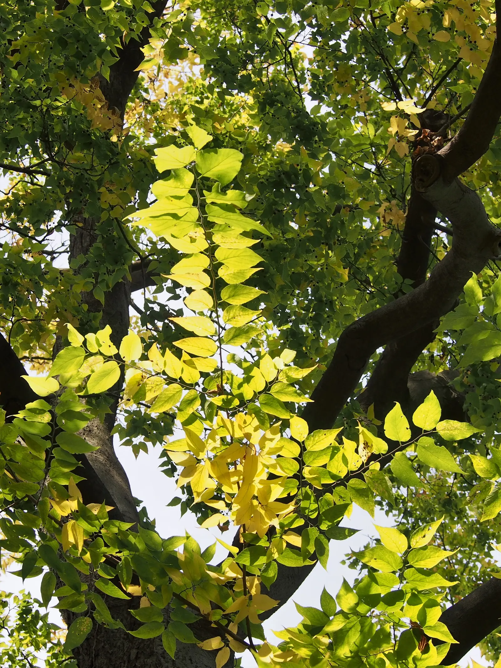 Common Hackberry (Celtis Occidentalis) — tree for full