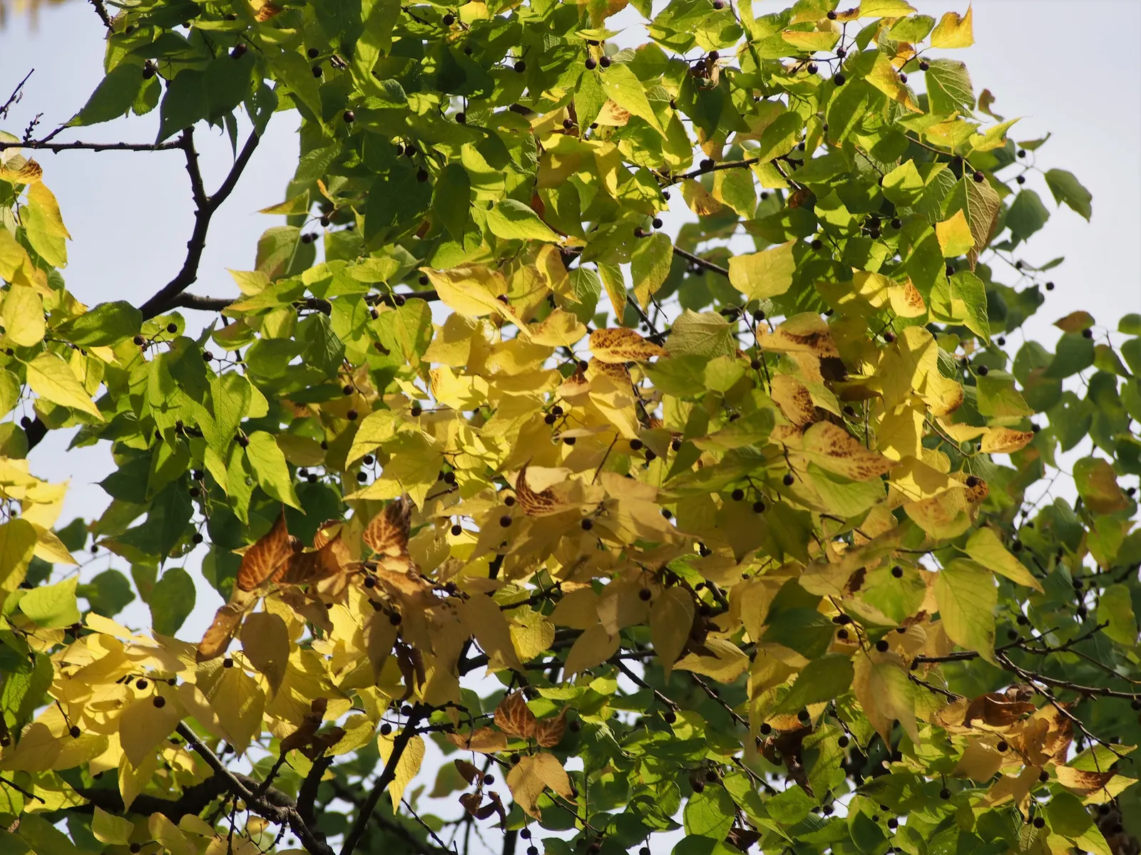 Common Hackberry (Celtis Occidentalis) — and low-maintenance feature