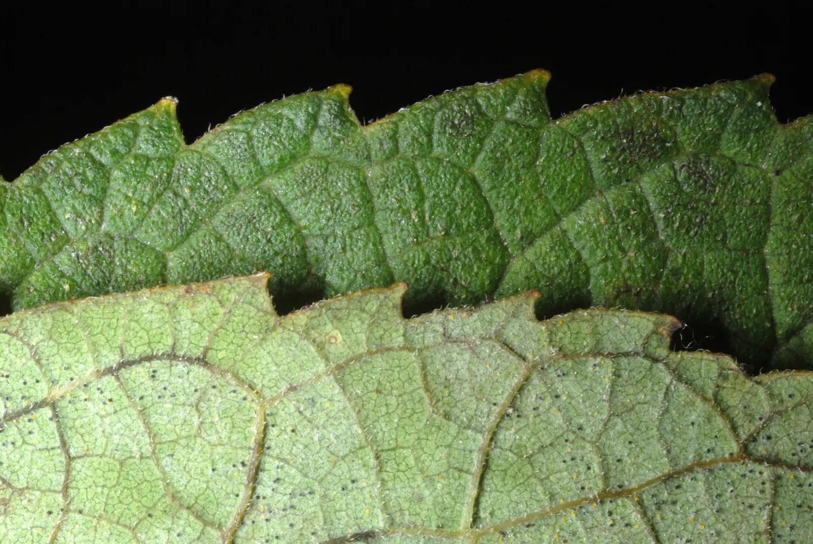 Common Hackberry (Celtis Occidentalis) — esteemed for its adaptability to a wide range of environmental conditions