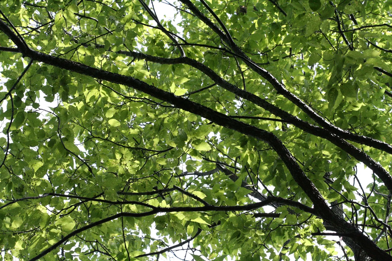 Common Hackberry (Celtis Occidentalis) — The bark is a distinguished gray