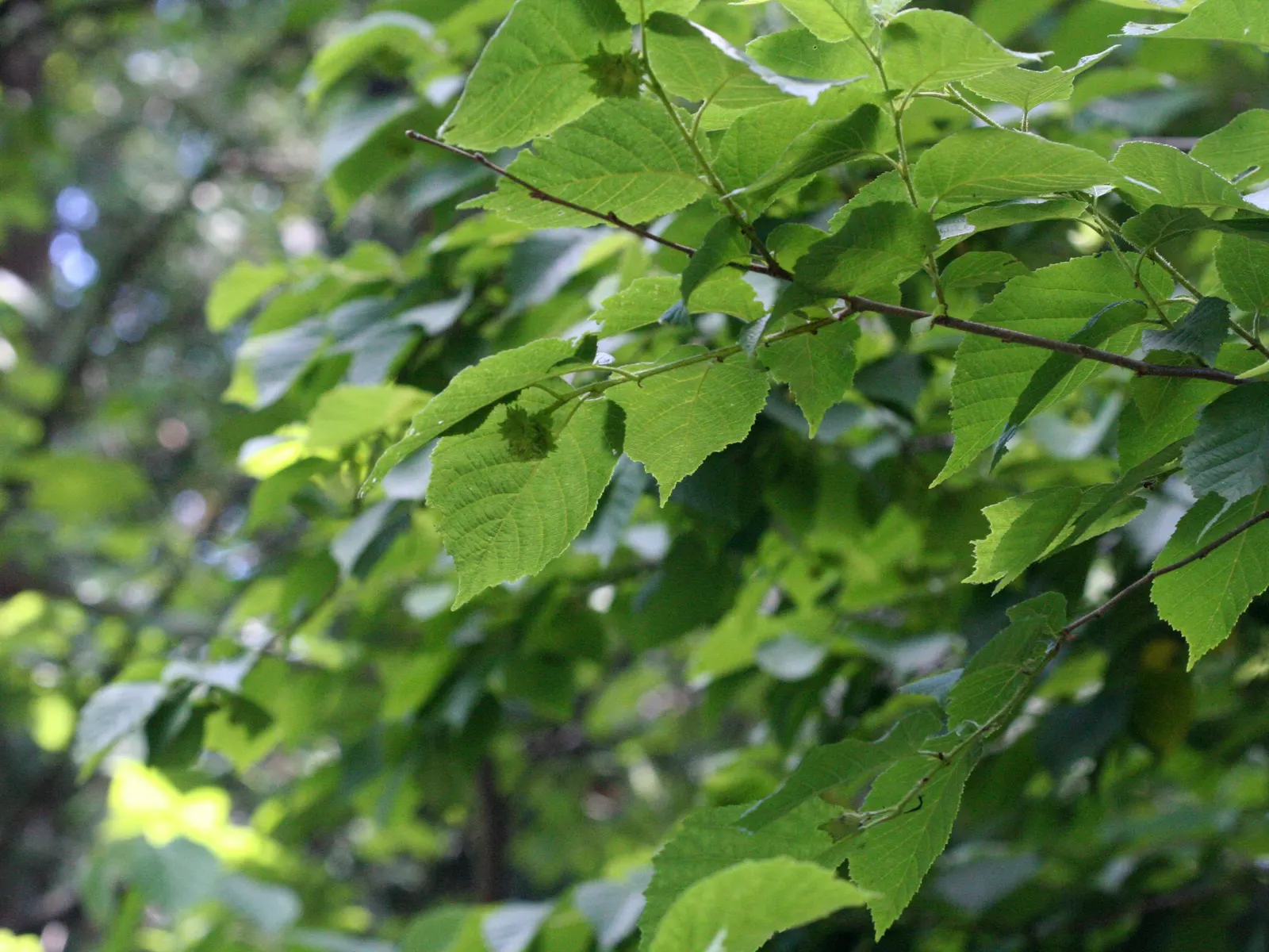 Common Hackberry (Celtis Occidentalis) — or even those that are urban