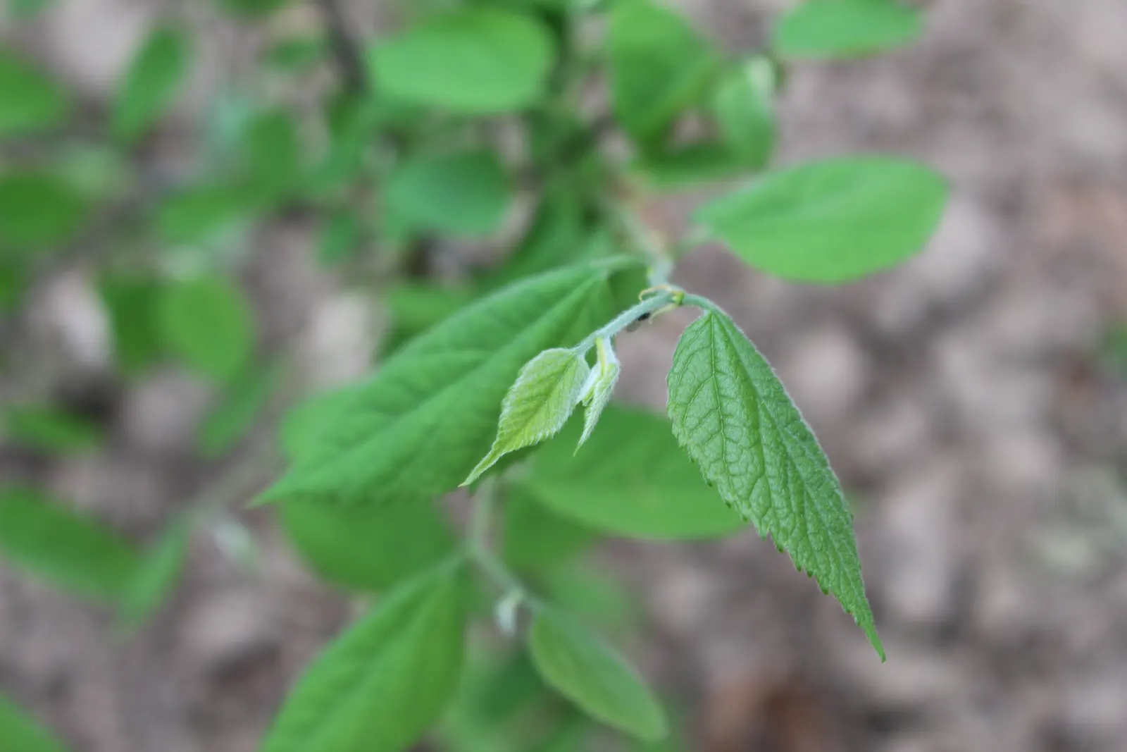 Common Hackberry (Celtis Occidentalis) — It adapts to various soil types