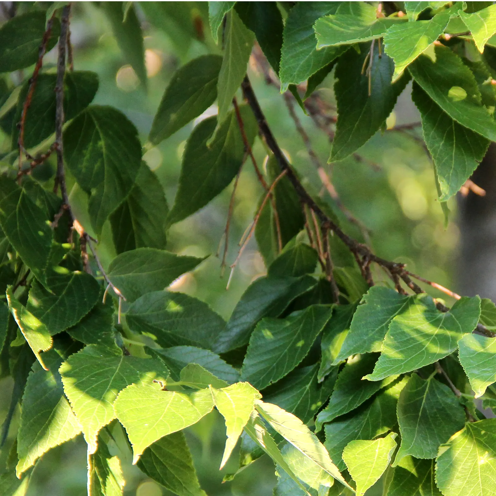Common Hackberry (Celtis Occidentalis) — featuring an intricate pattern of warty ridges; or even those that are urban
