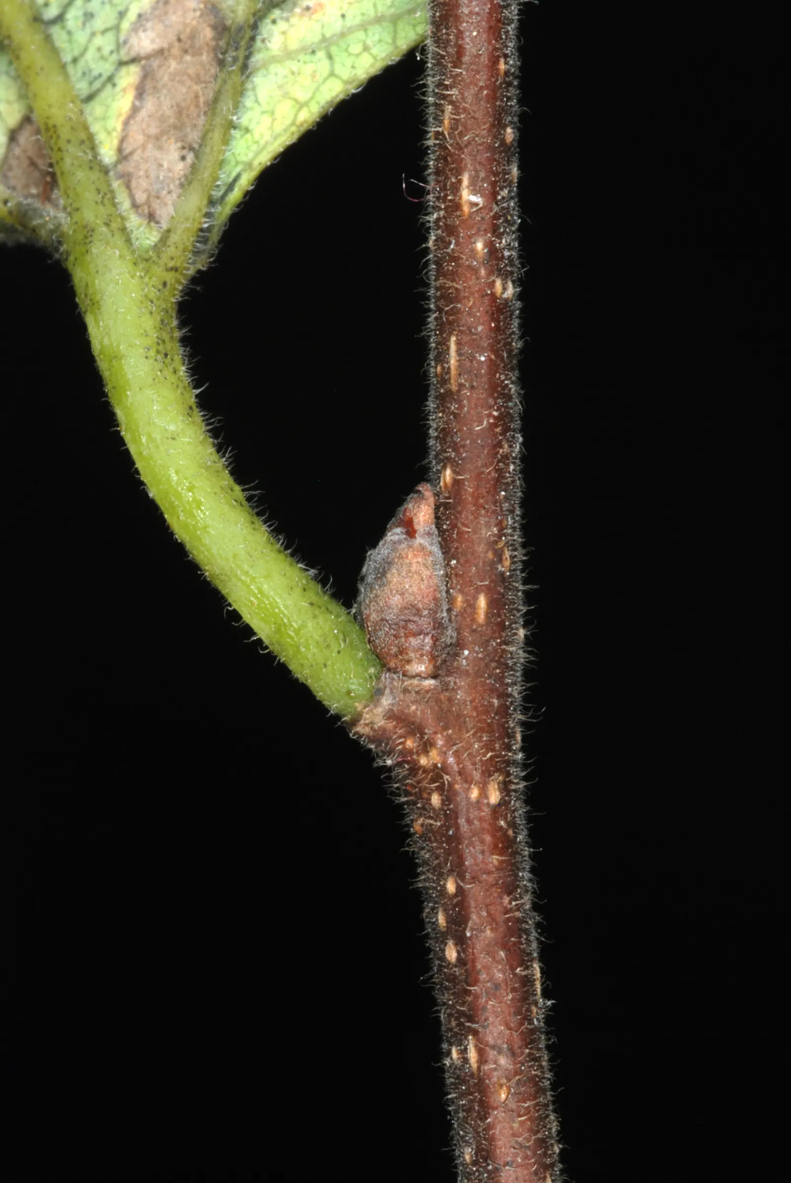 Common Hackberry (Celtis Occidentalis) — purple berries attract wildlife; the inclusion of the Common Hackberry in a landscape ensures a lasting