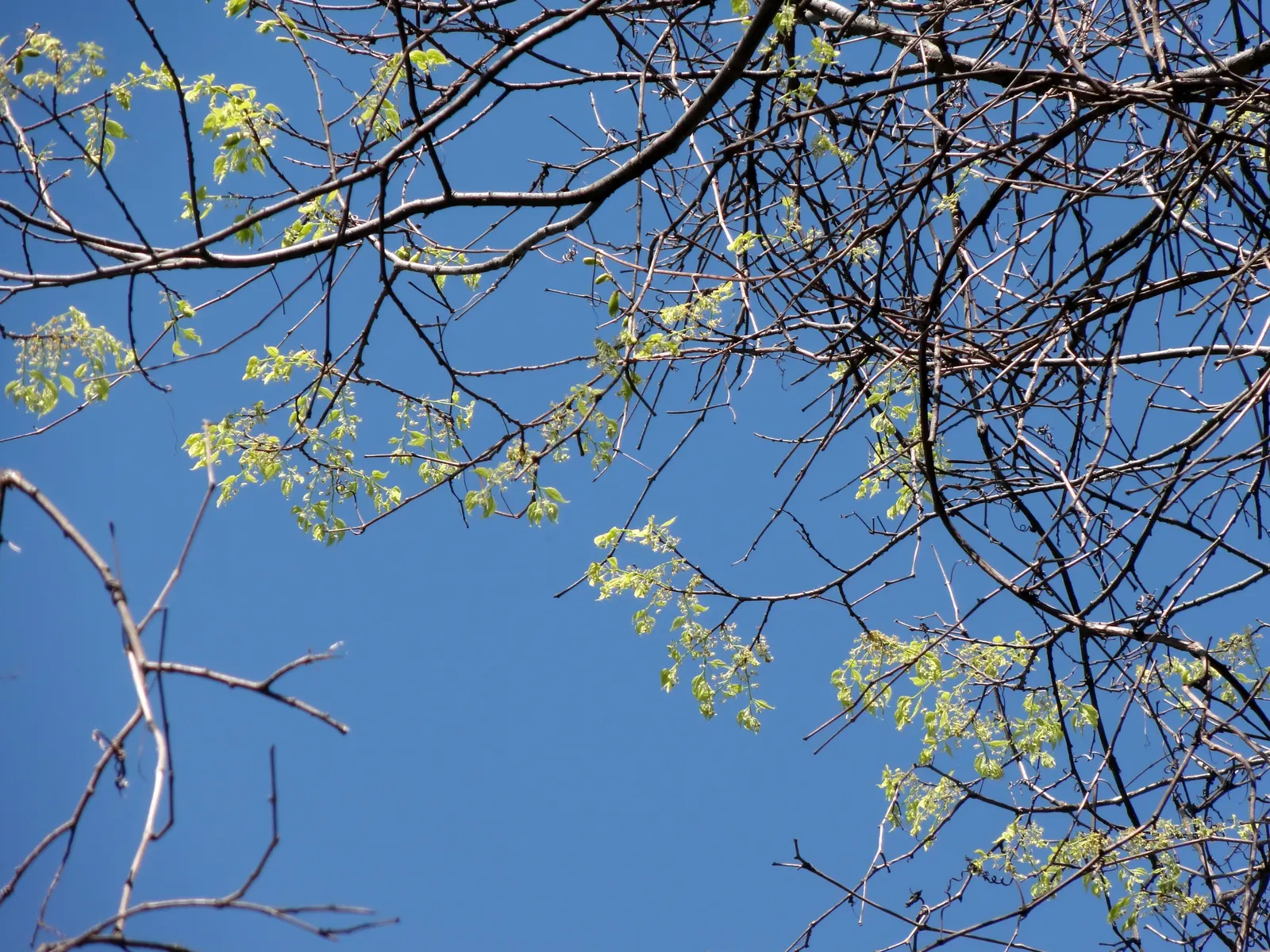 Common Hackberry (Celtis Occidentalis) — displaying a high tolerance for air pollution and drought once established