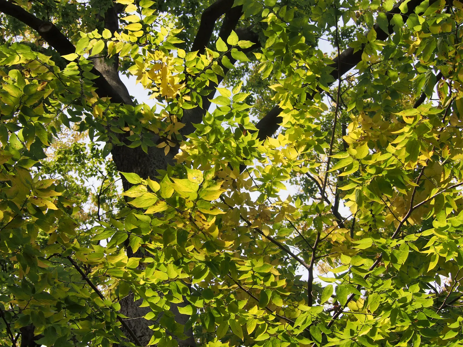 Common Hackberry (Celtis Occidentalis) — creating visual appeal with its textured bark and sturdy stature; its moderate growth rate allows it to seamlessly