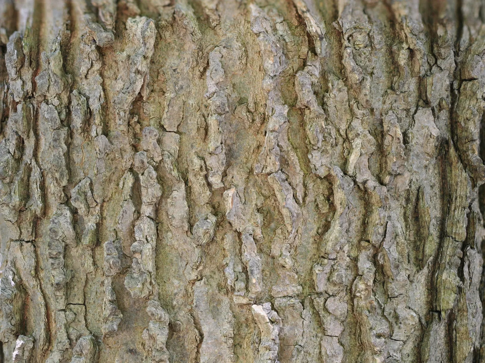 Common Hackberry (Celtis Occidentalis) — the inclusion of the Common Hackberry in a landscape ensures a lasting