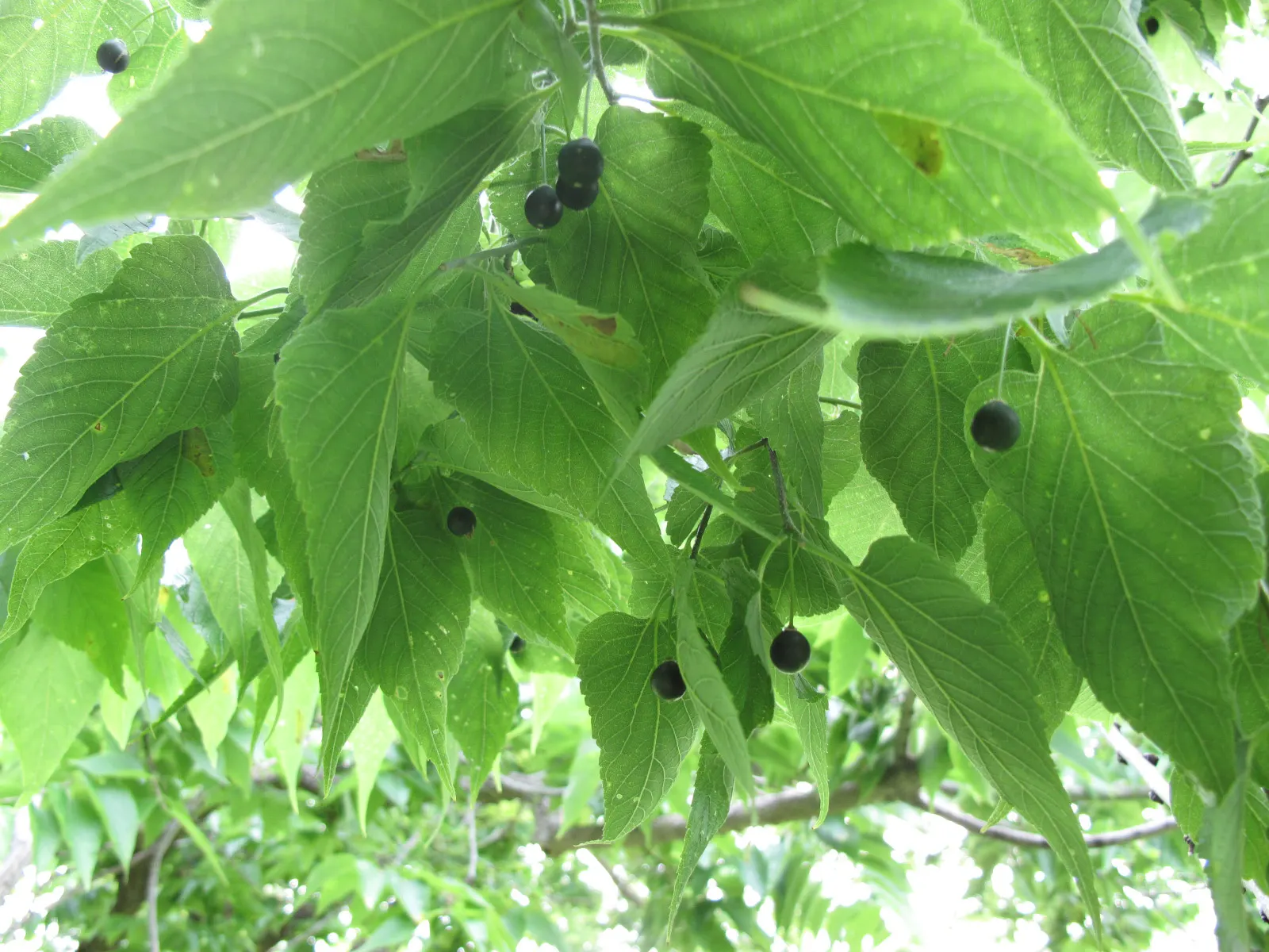 Common Hackberry (Celtis Occidentalis) — inconspicuous greenish flowers; esteemed for its adaptability to a wide range of environmental conditions