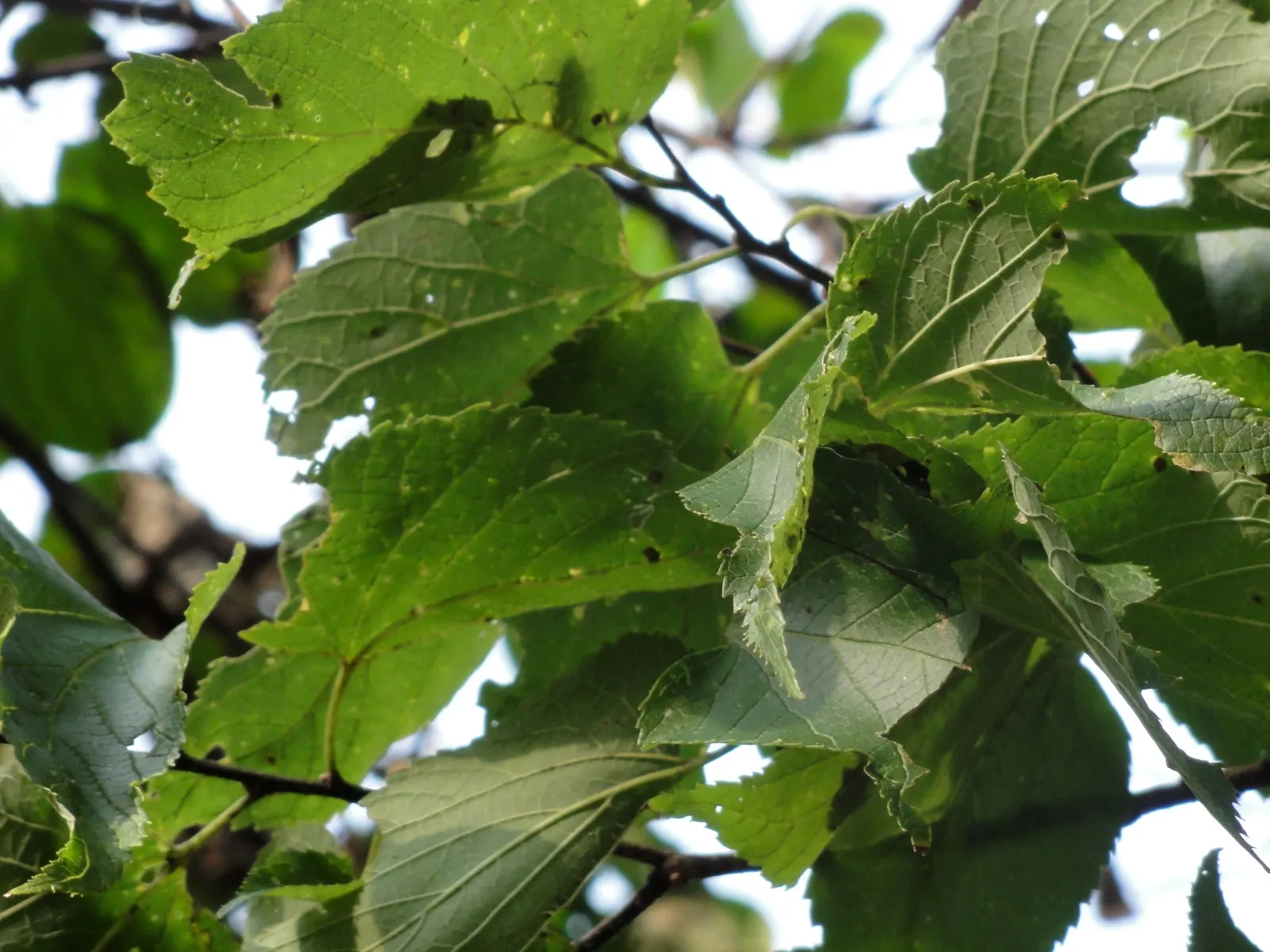 Common Hackberry (Celtis Occidentalis) — Common Hackberry (Celtis occidentalis) is a hardy deciduous tree, prized for its adaptability; purple berries attract