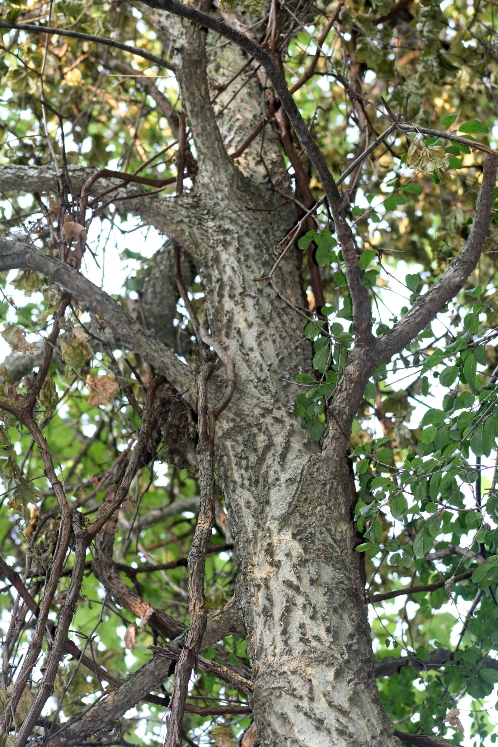 Common Hackberry (Celtis Occidentalis) — The leaves, ovate with a serrated edge, offer a subtle yet pleasing mid-green hue