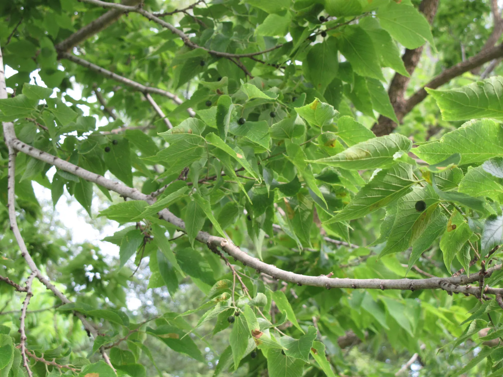 Common Hackberry (Celtis Occidentalis) — The bark is a distinguished gray; which are a hit with local bird species