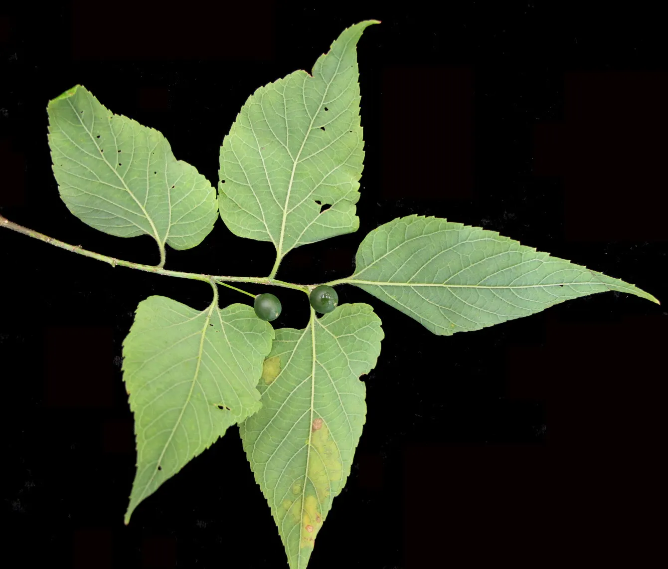Common Hackberry (Celtis Occidentalis) — The Common Hackberry (Celtis occidentalis) is a durable and versatile deciduous tree; promoting biodiversity in the