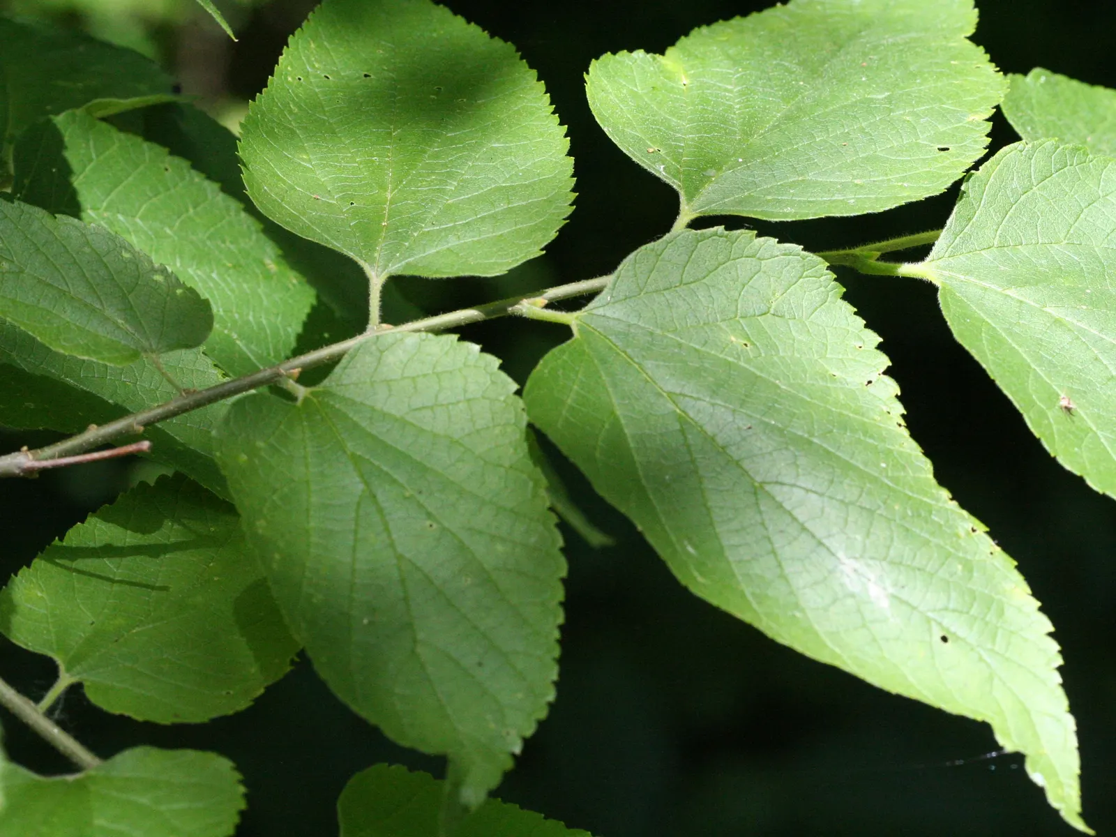 Common Hackberry (Celtis Occidentalis) — esteemed for its adaptability to a wide range of environmental conditions; displaying a high tolerance for air