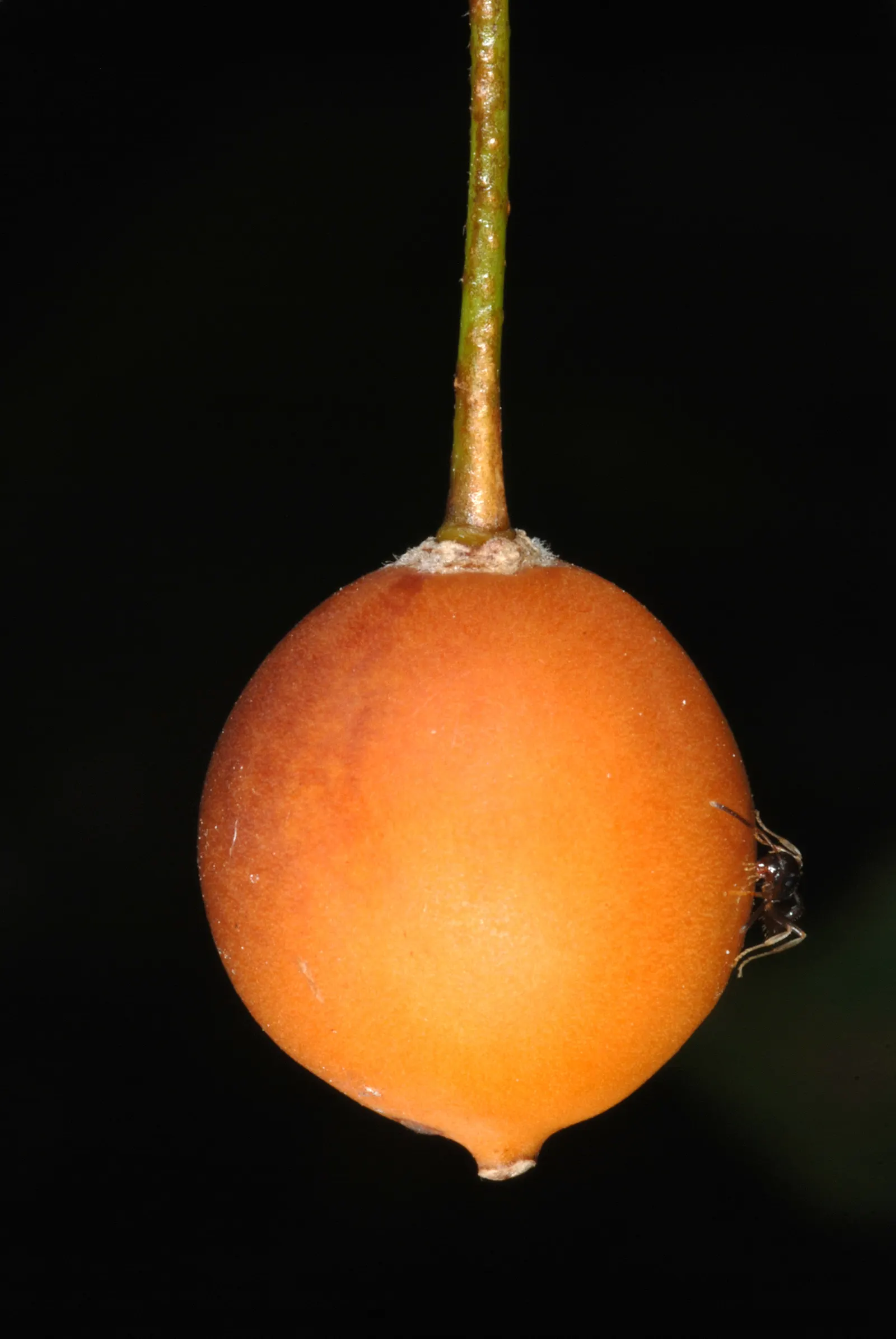Common Hackberry (Celtis Occidentalis) — Common Hackberry (Celtis occidentalis) is a hardy deciduous tree, prized for its adaptability