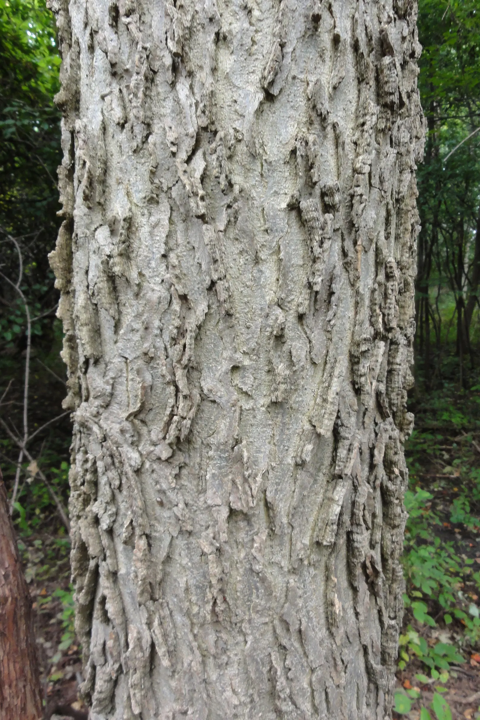 Common Hackberry (Celtis Occidentalis) — Often reaching 40-60 ft with a spread of 40-50 ft, it showcases a rounded crown with elm-like leaves; the bark is a
