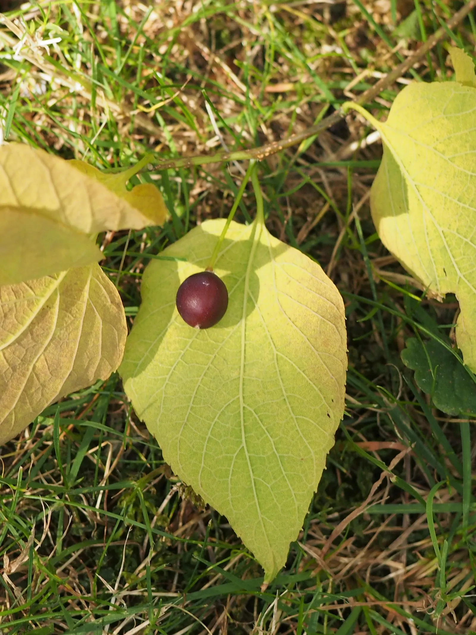 Common Hackberry (Celtis Occidentalis) — promoting biodiversity in the garden; tree for full