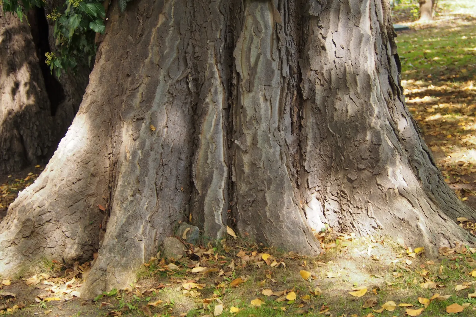 Common Hackberry (Celtis Occidentalis) — bringing seasonal warmth to the landscape.<br><br>Preferring USDA Hardiness Zones 3-9; the Hackberry thrives in full