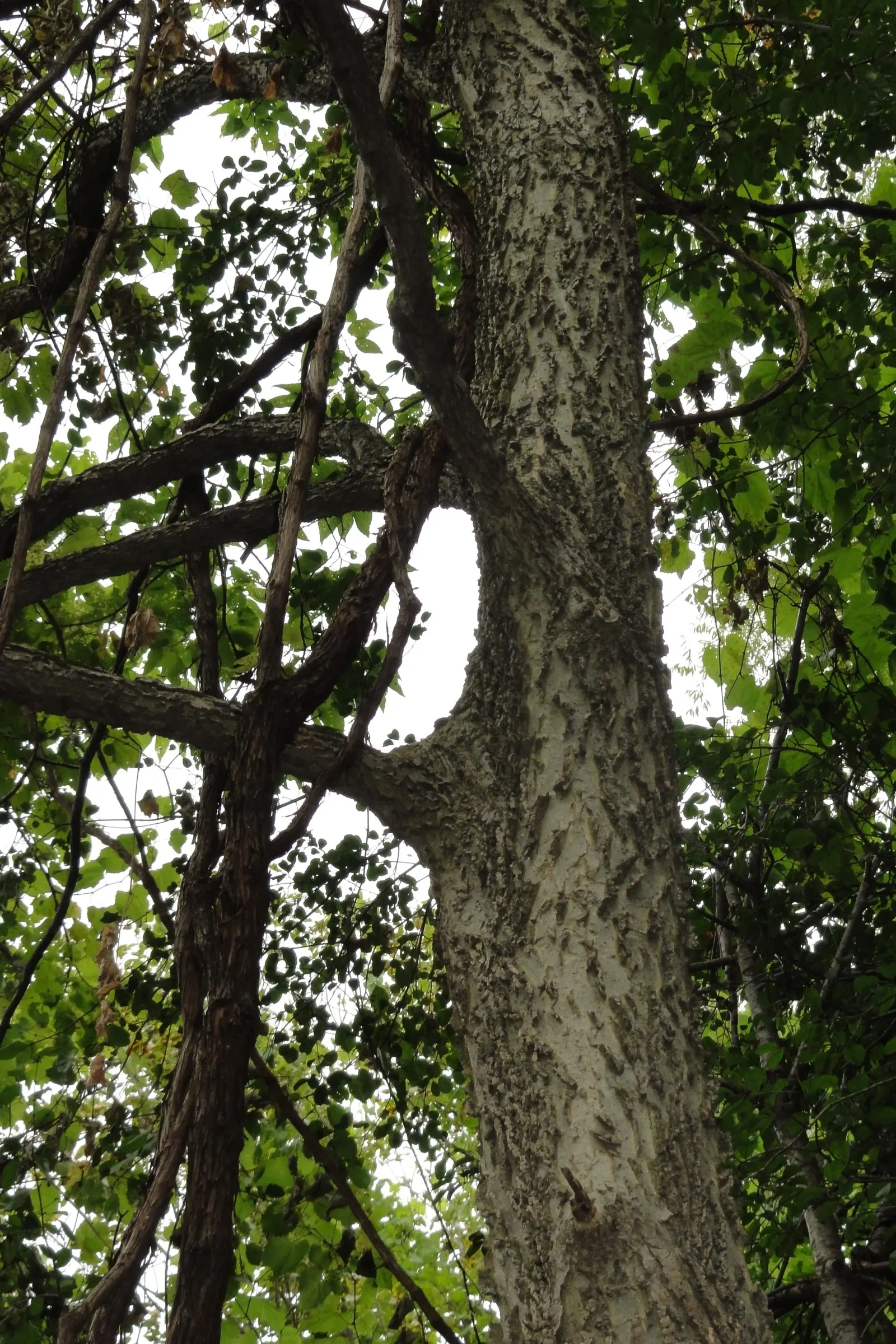 Common Hackberry (Celtis Occidentalis) — The Common Hackberry (Celtis occidentalis) is a durable and versatile deciduous tree