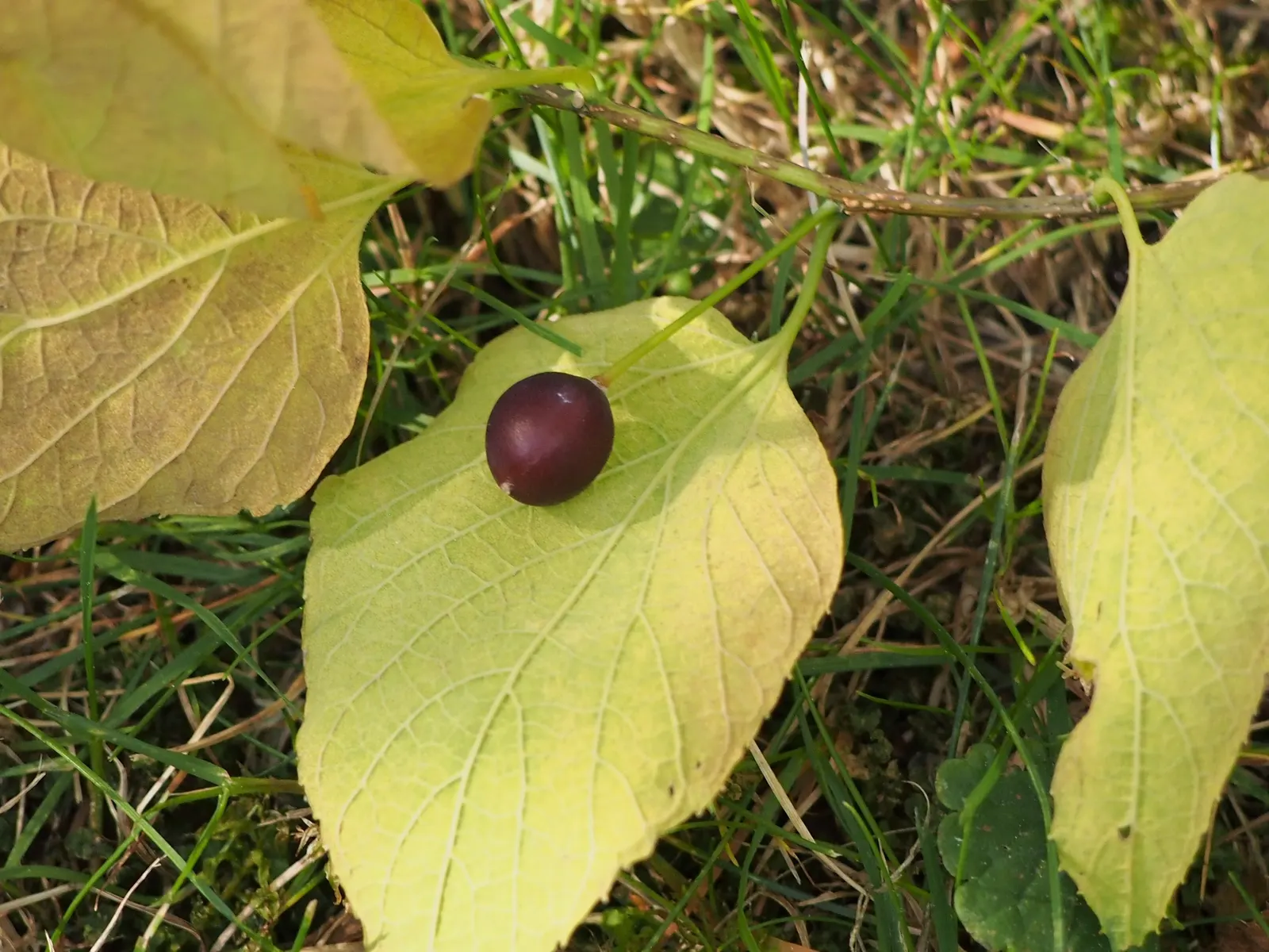 Common Hackberry (Celtis Occidentalis) — inconspicuous greenish flowers