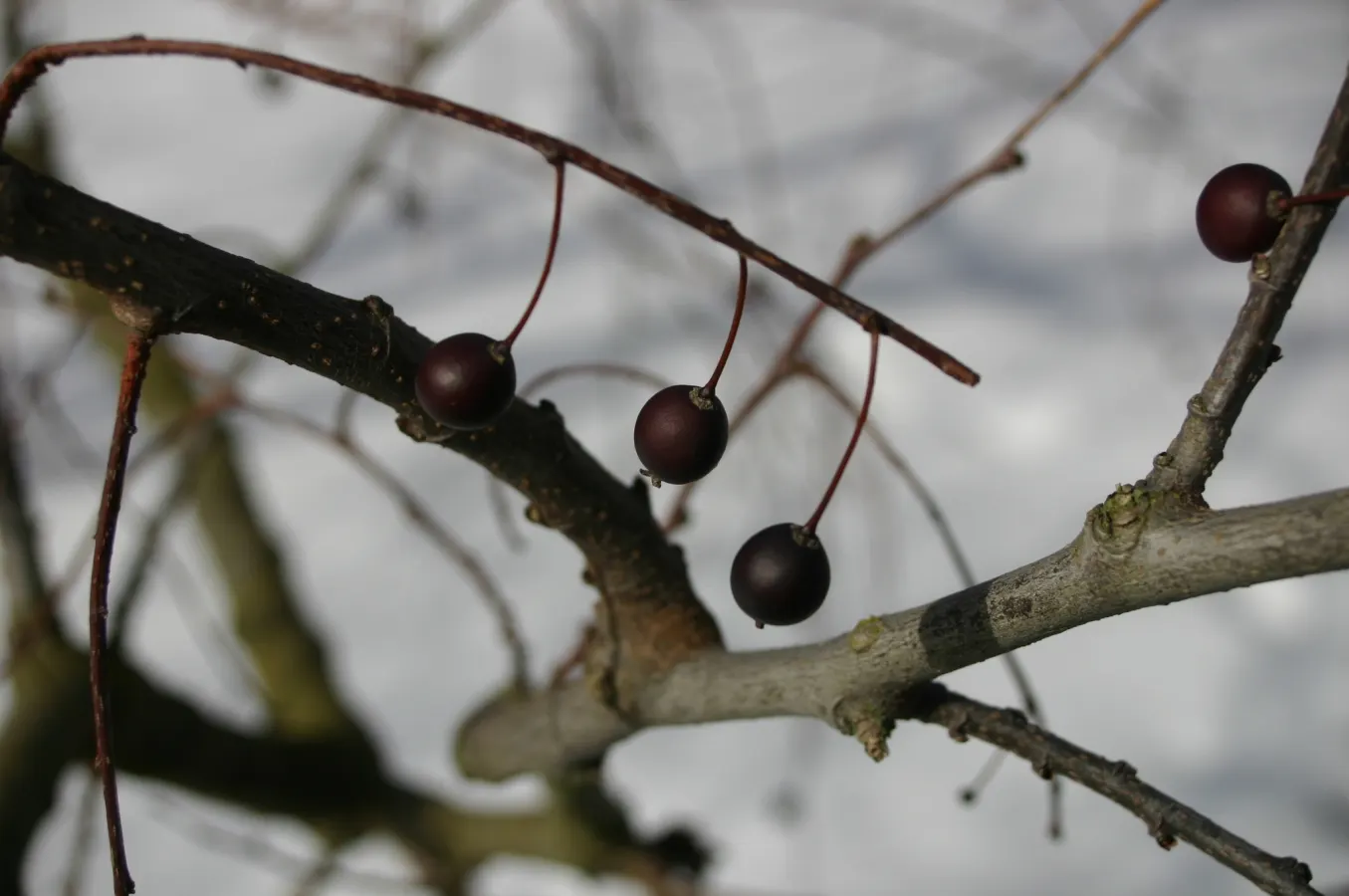 Common Hackberry (Celtis Occidentalis) — which are a hit with local bird species