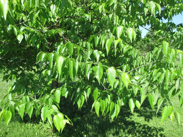 Common Hackberry (Celtis Occidentalis) — this tree will offer enduring beauty and function