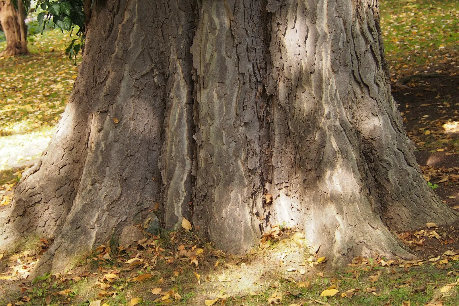 Common Hackberry (Celtis Occidentalis) — Its moderate growth rate allows it to seamlessly integrate into established gardens without disruptive speed; this